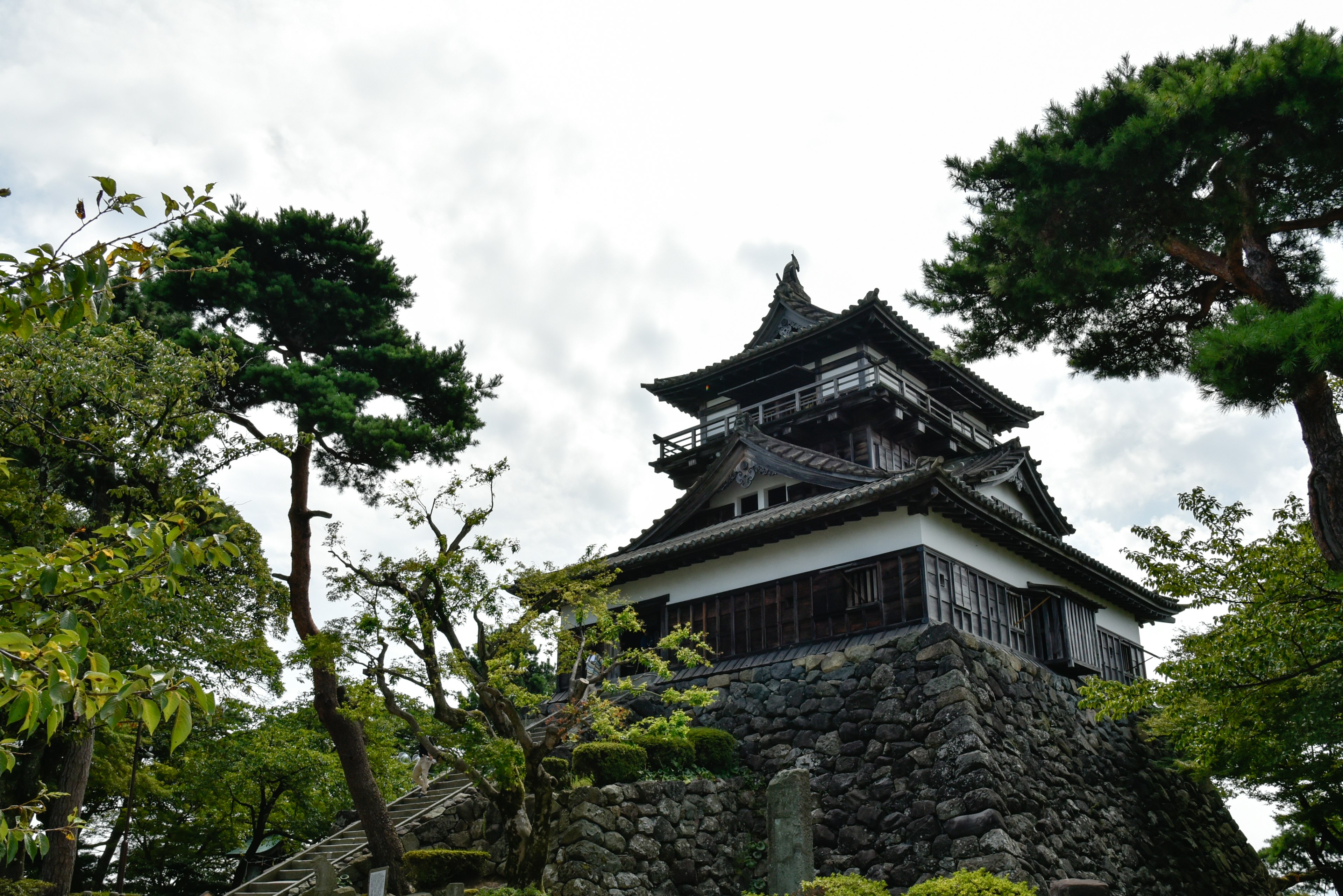 Menara kastil Jepang yang bersejarah dikelilingi oleh pohon pinus