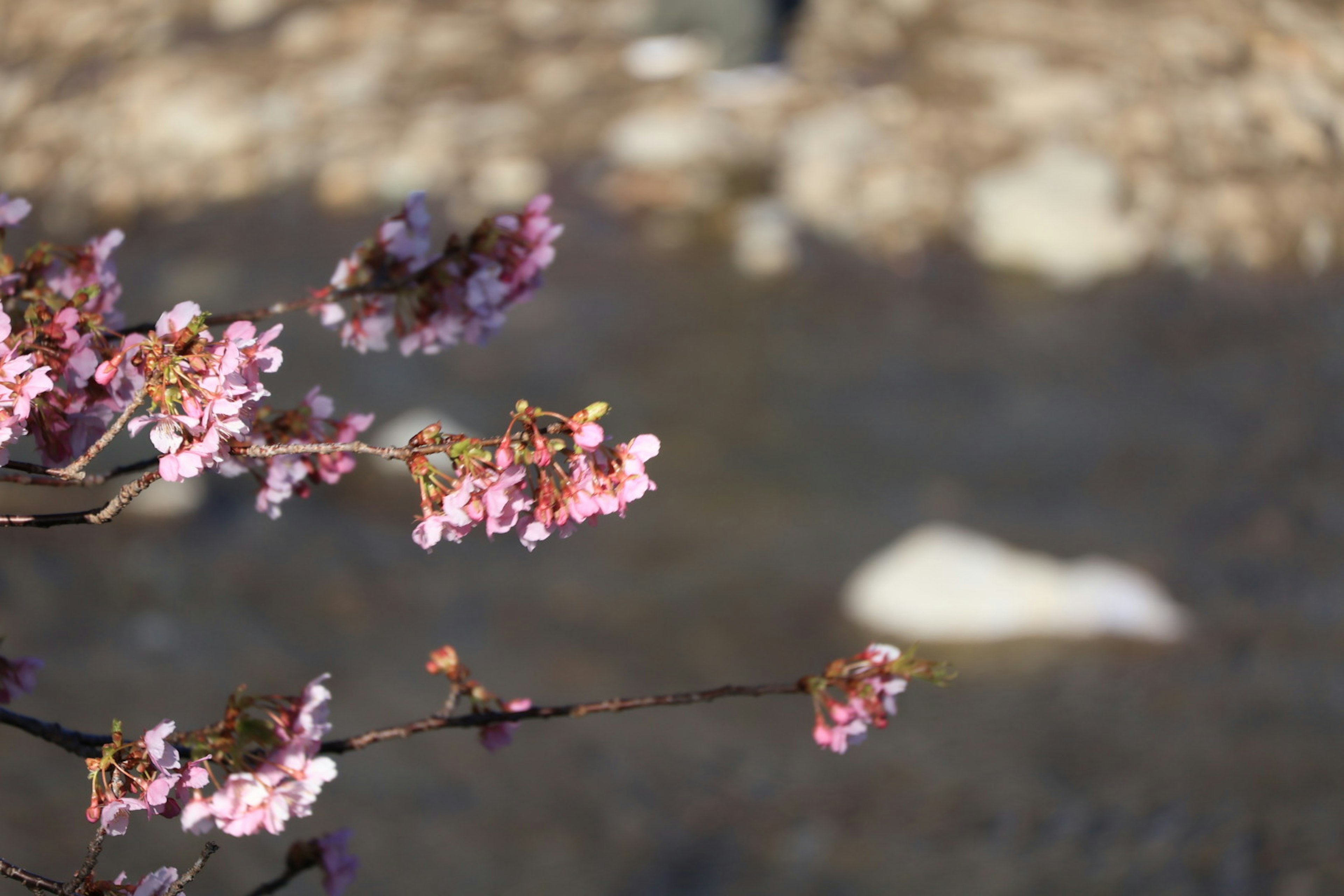 川の近くに咲くピンクの桜の花がある風景