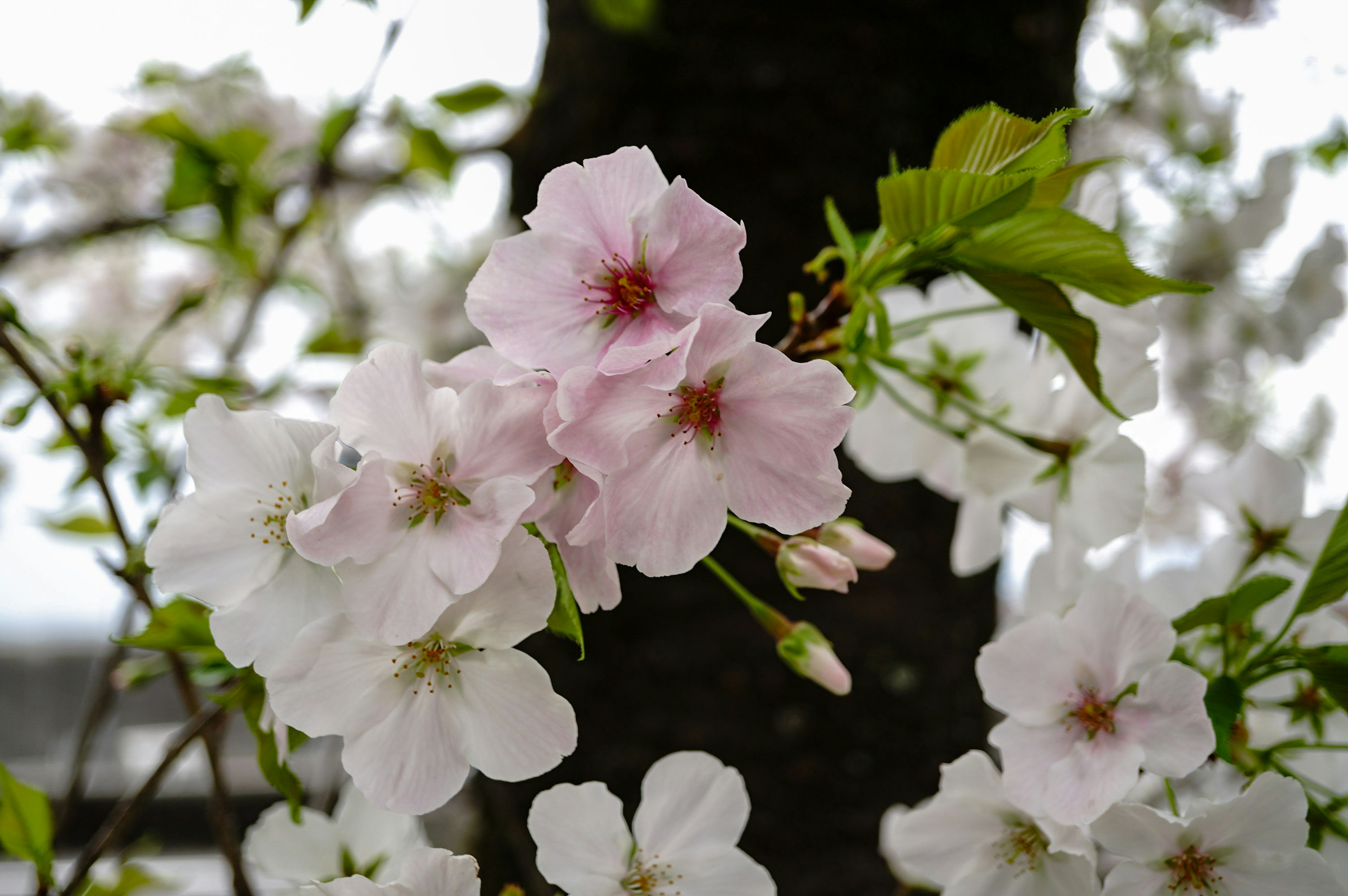 Primer plano de flores de cerezo en una rama con flores blancas y rosas claras