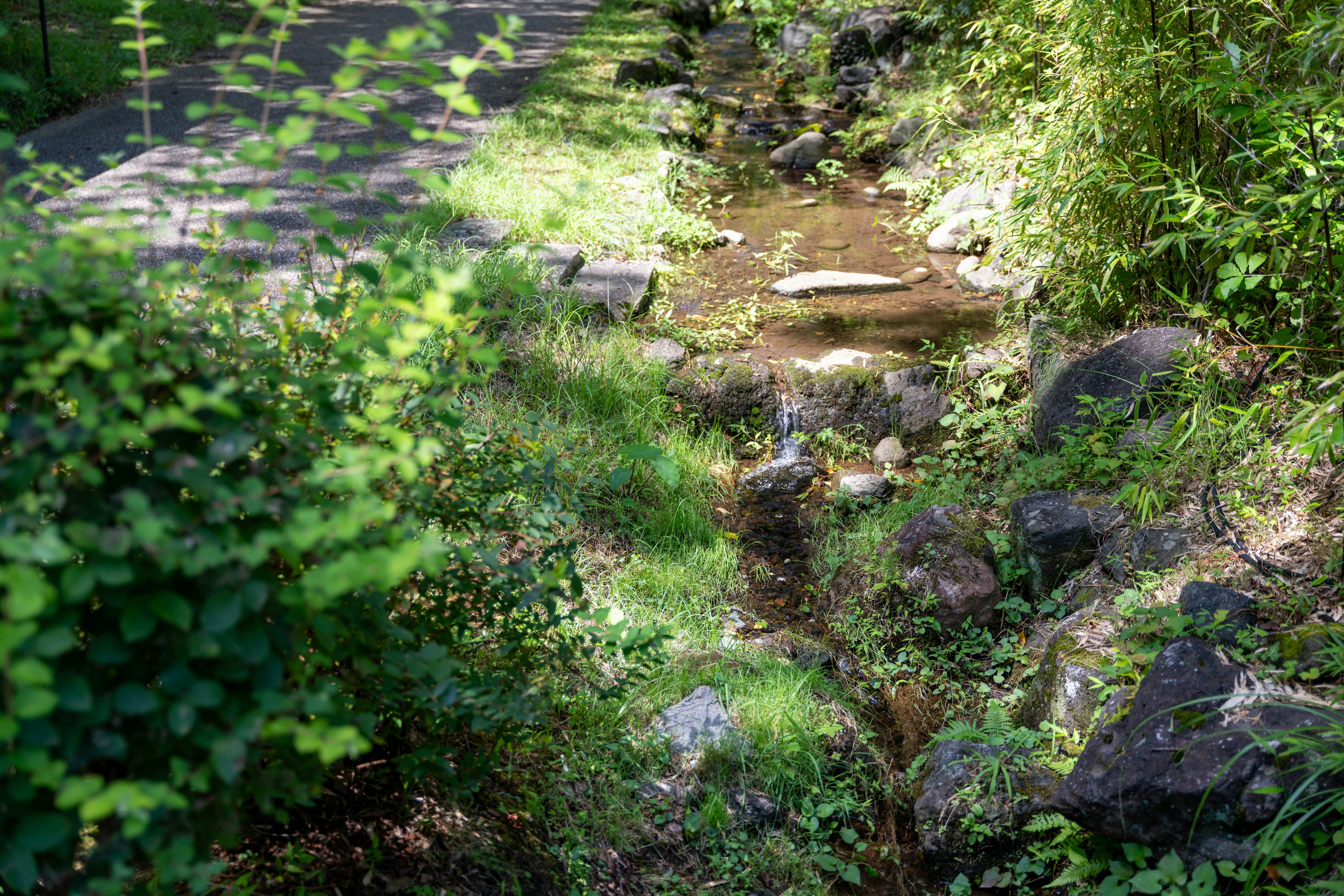 A serene stream surrounded by green plants and rocks