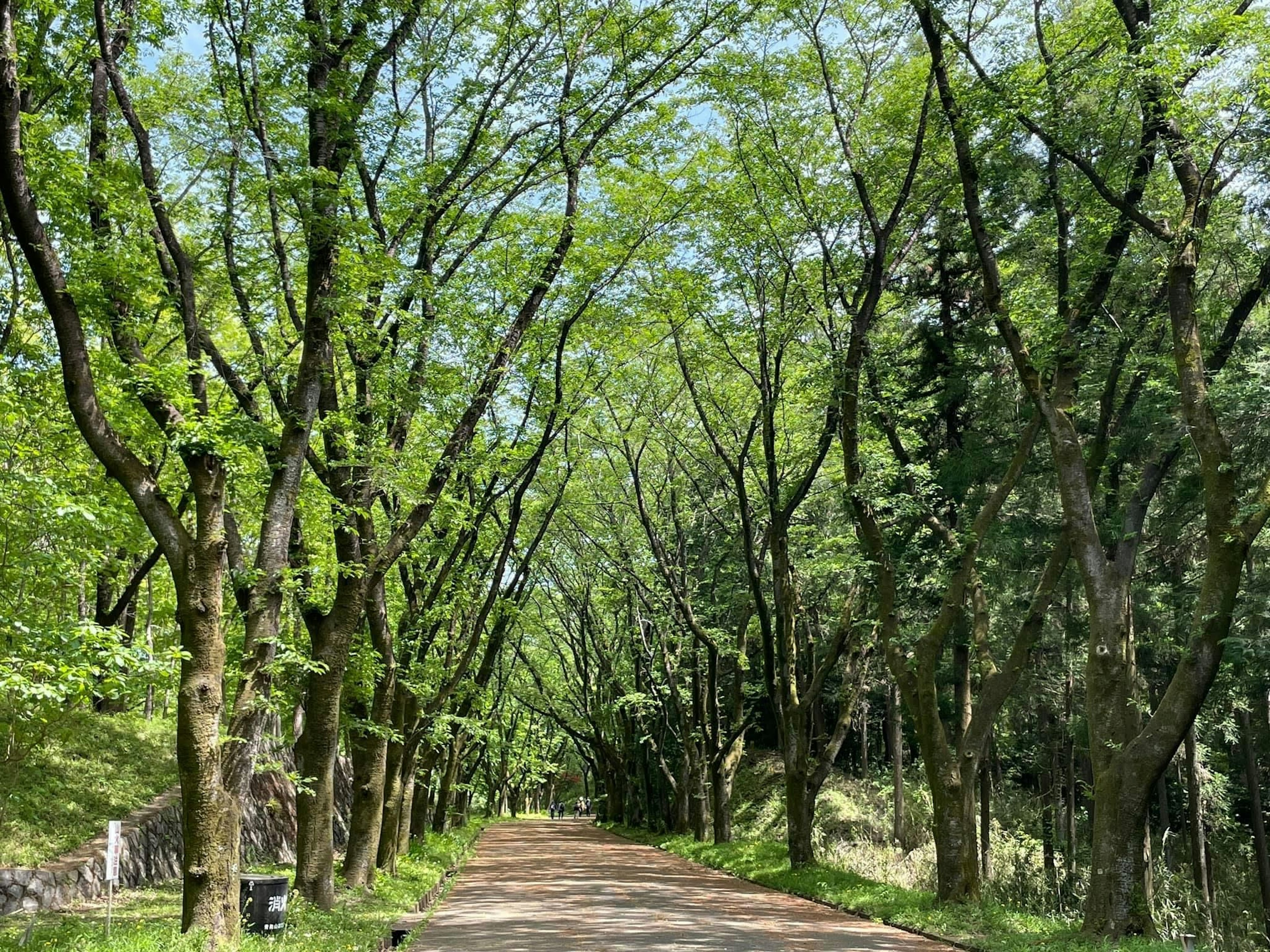 緑の葉に覆われた木々が並ぶ静かな小道