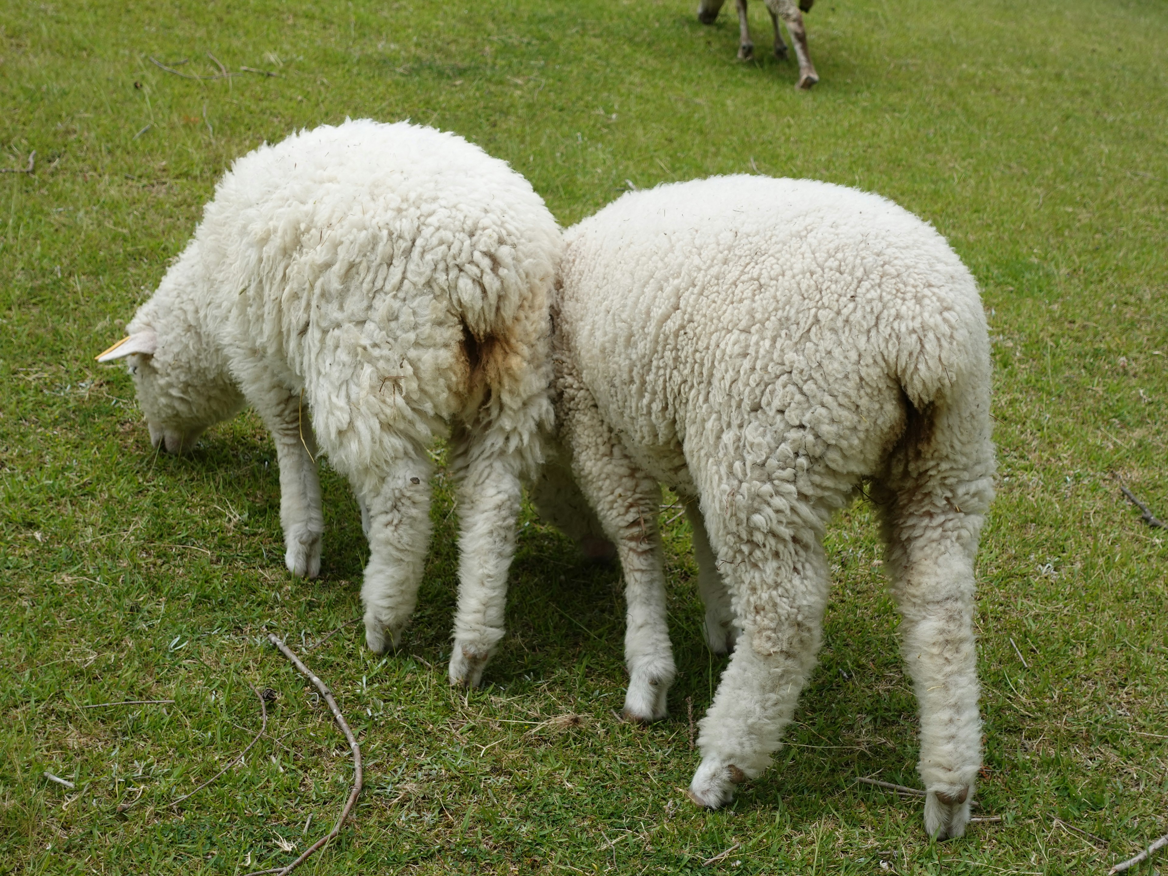 Zwei Schafe, die von hinten Gras fressen