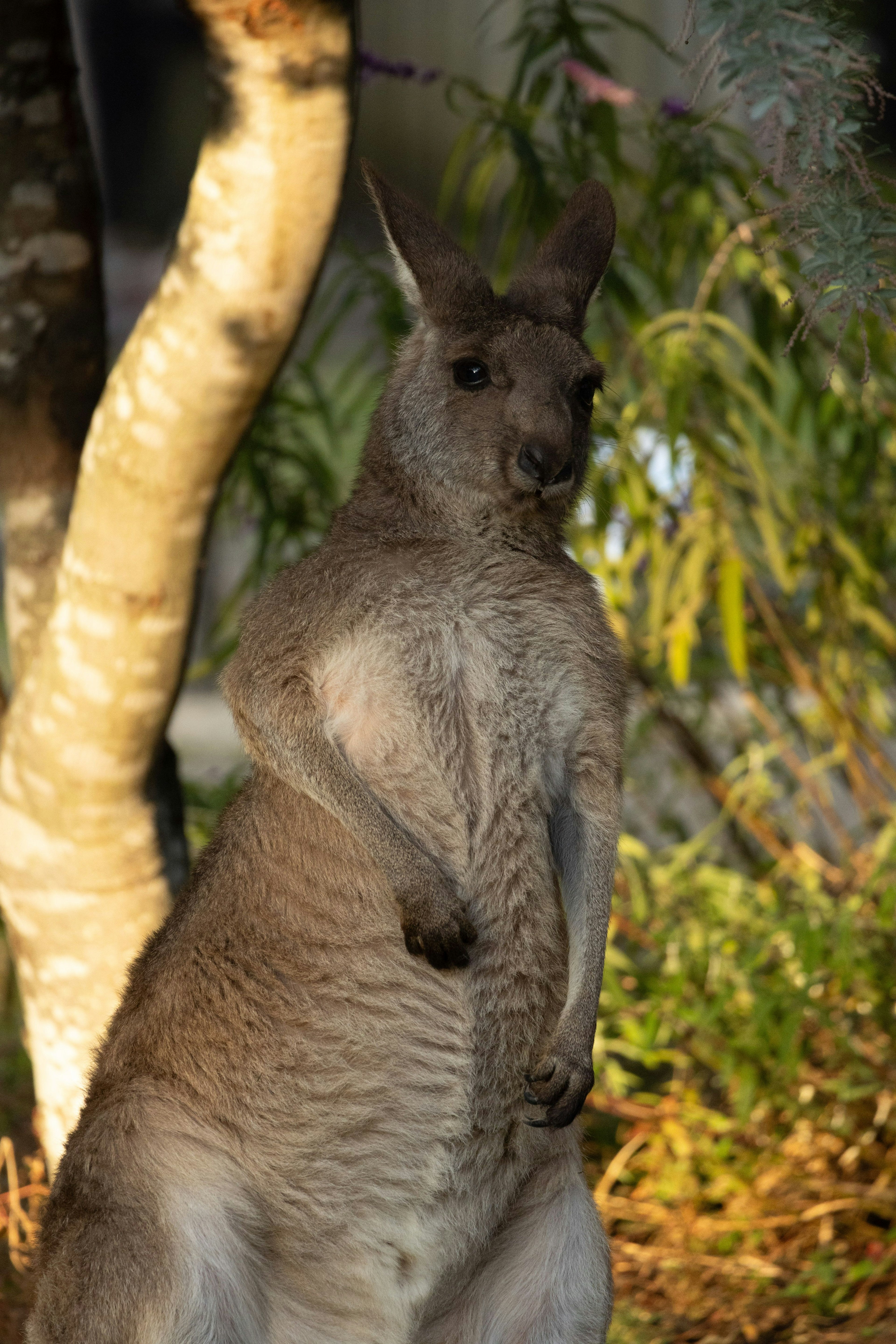 Một con kangaroo đứng thẳng trong môi trường tự nhiên với cây xanh