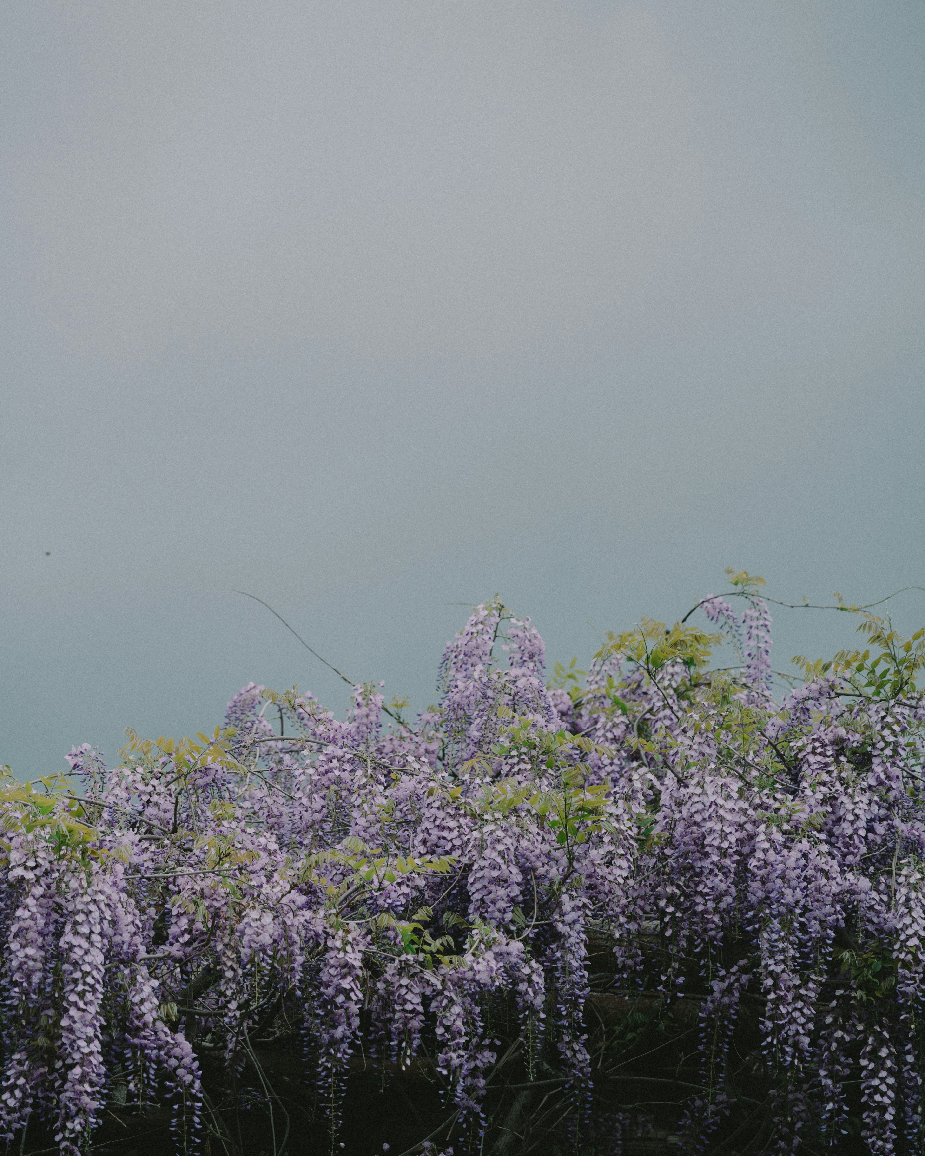 A scene featuring blooming wisteria flowers in pale purple against a gray sky