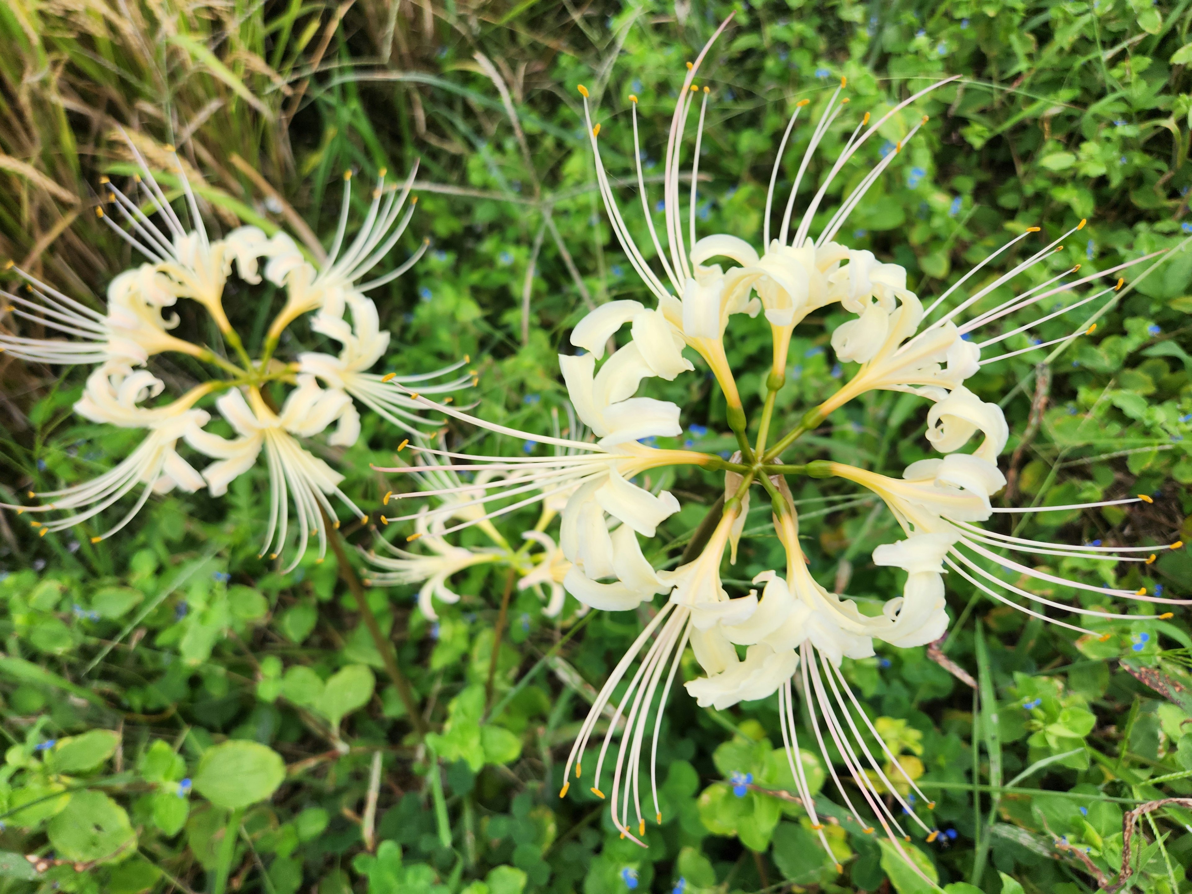 Fiori bianchi con petali lunghi circondati da foglie verdi