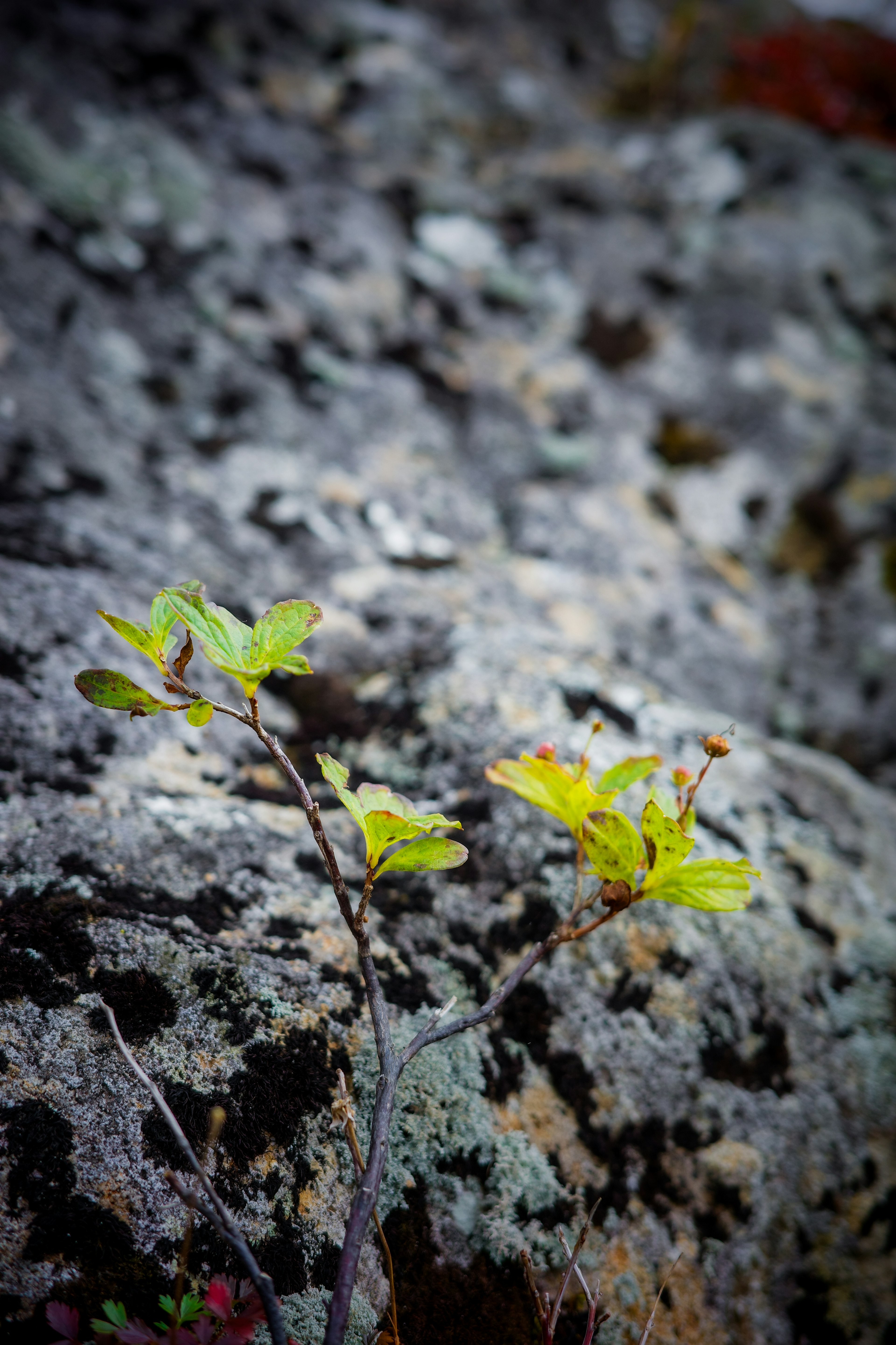 岩の上に生える若い葉の茎と苔の質感