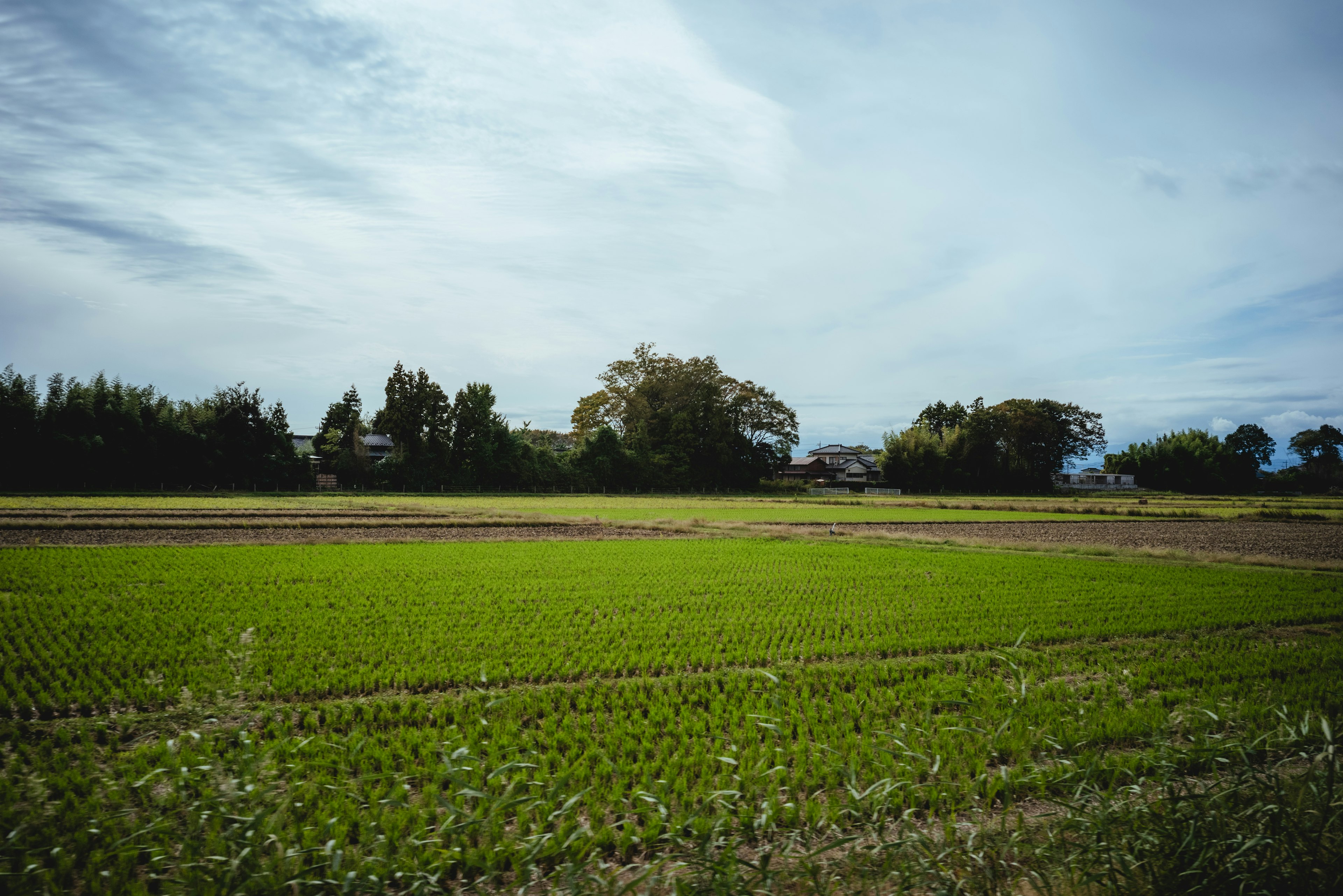 青々とした田んぼと穏やかな空が広がる風景