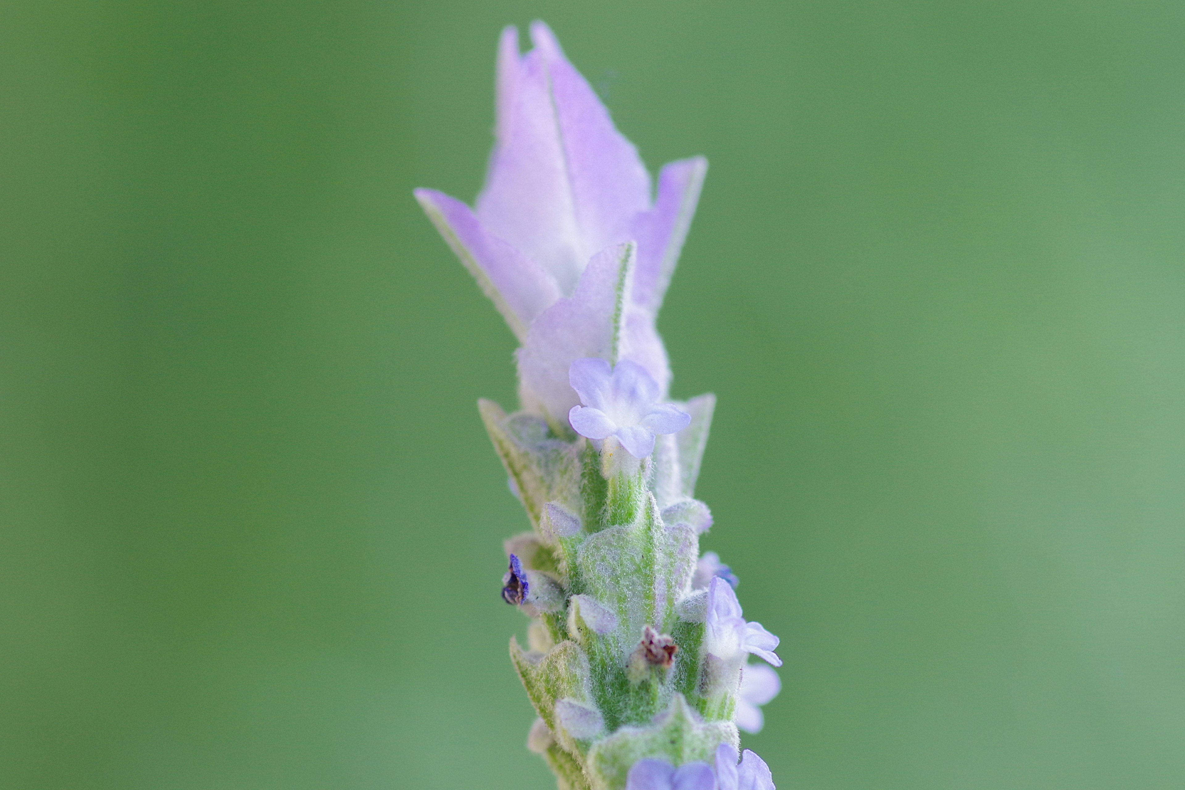 Une fleur violette claire épanouie sur un fond vert