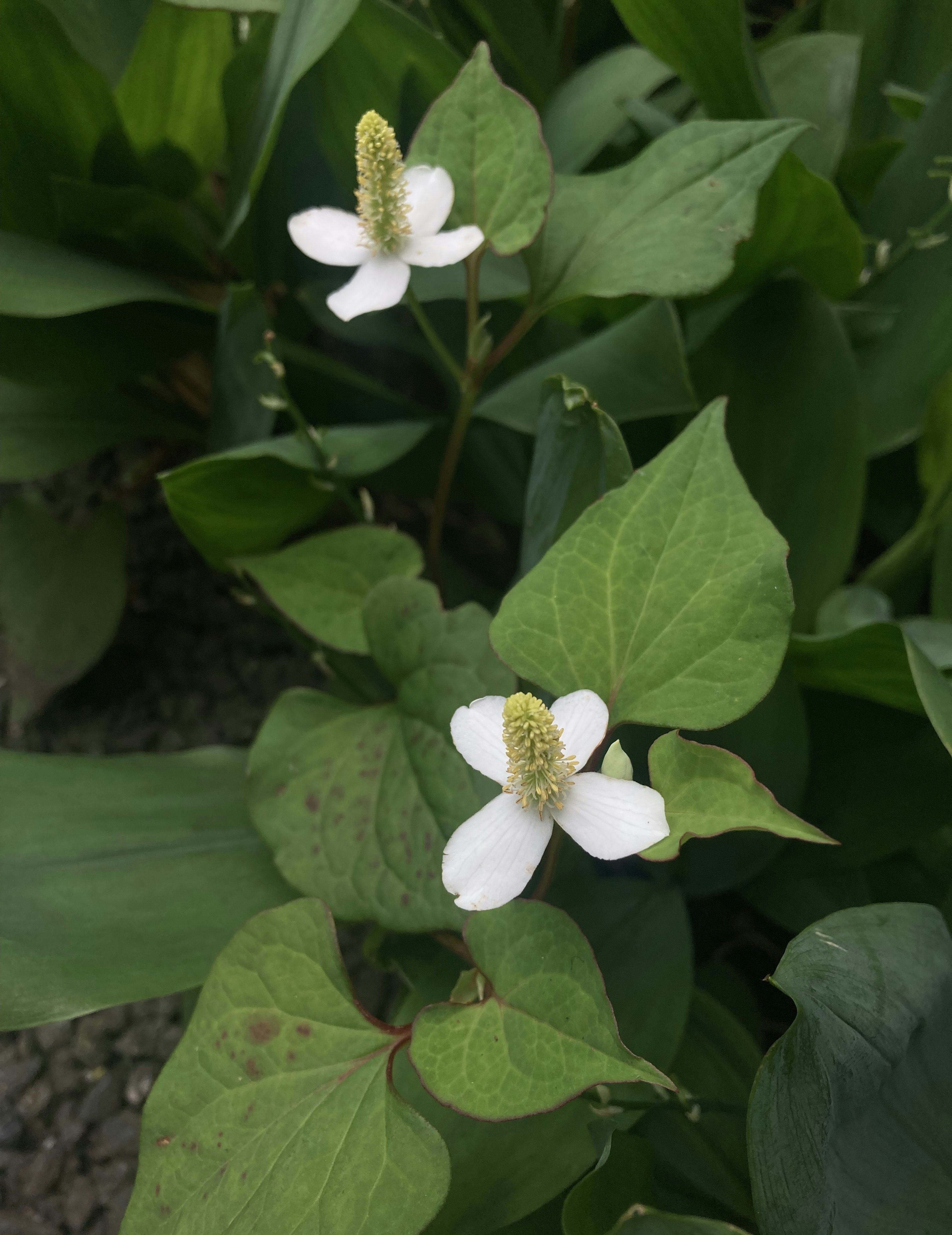 Primo piano di una pianta con fiori bianchi e foglie verdi