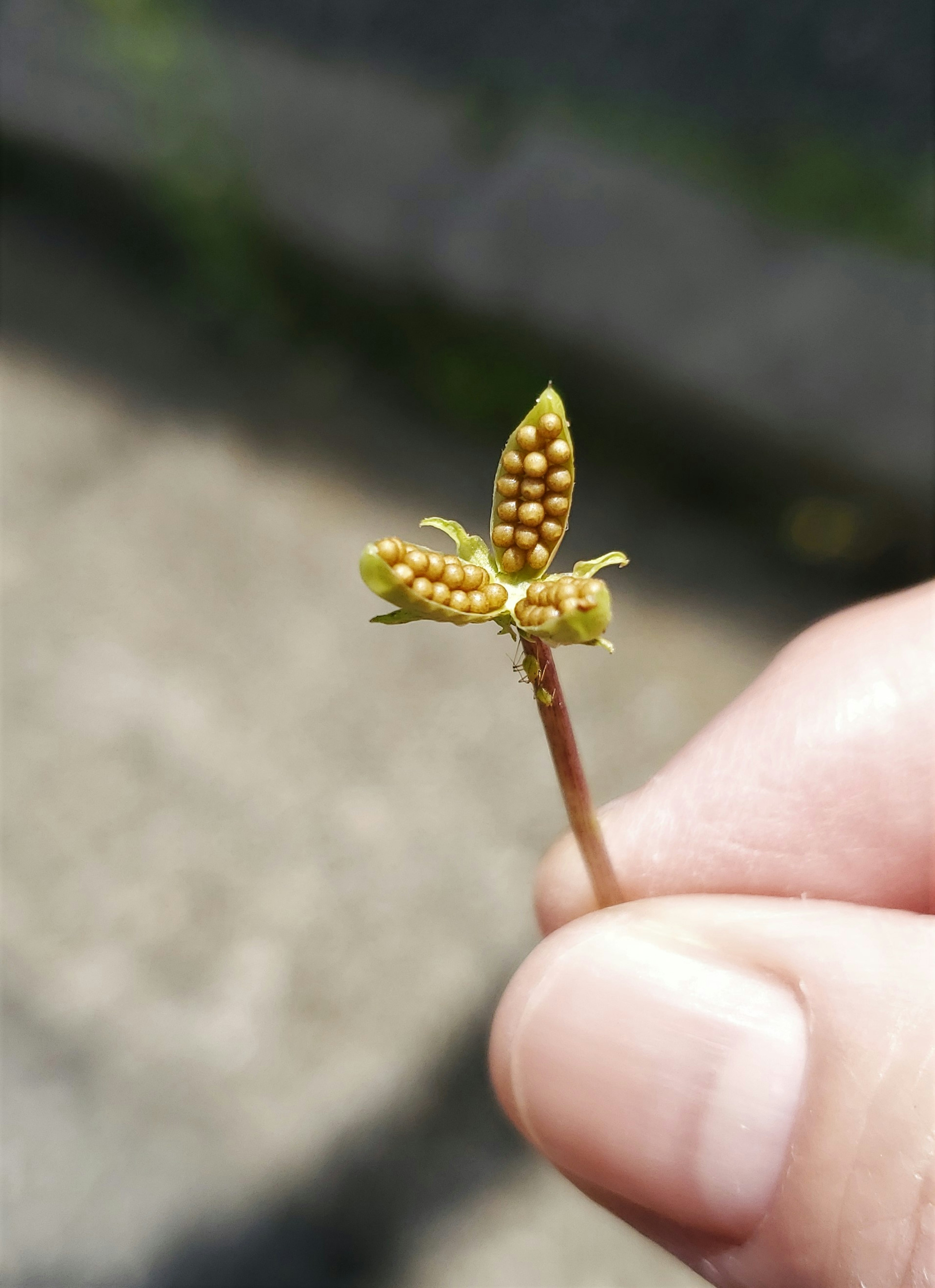 A close-up of a small plant sprout held in a hand with yellow spherical seeds visible