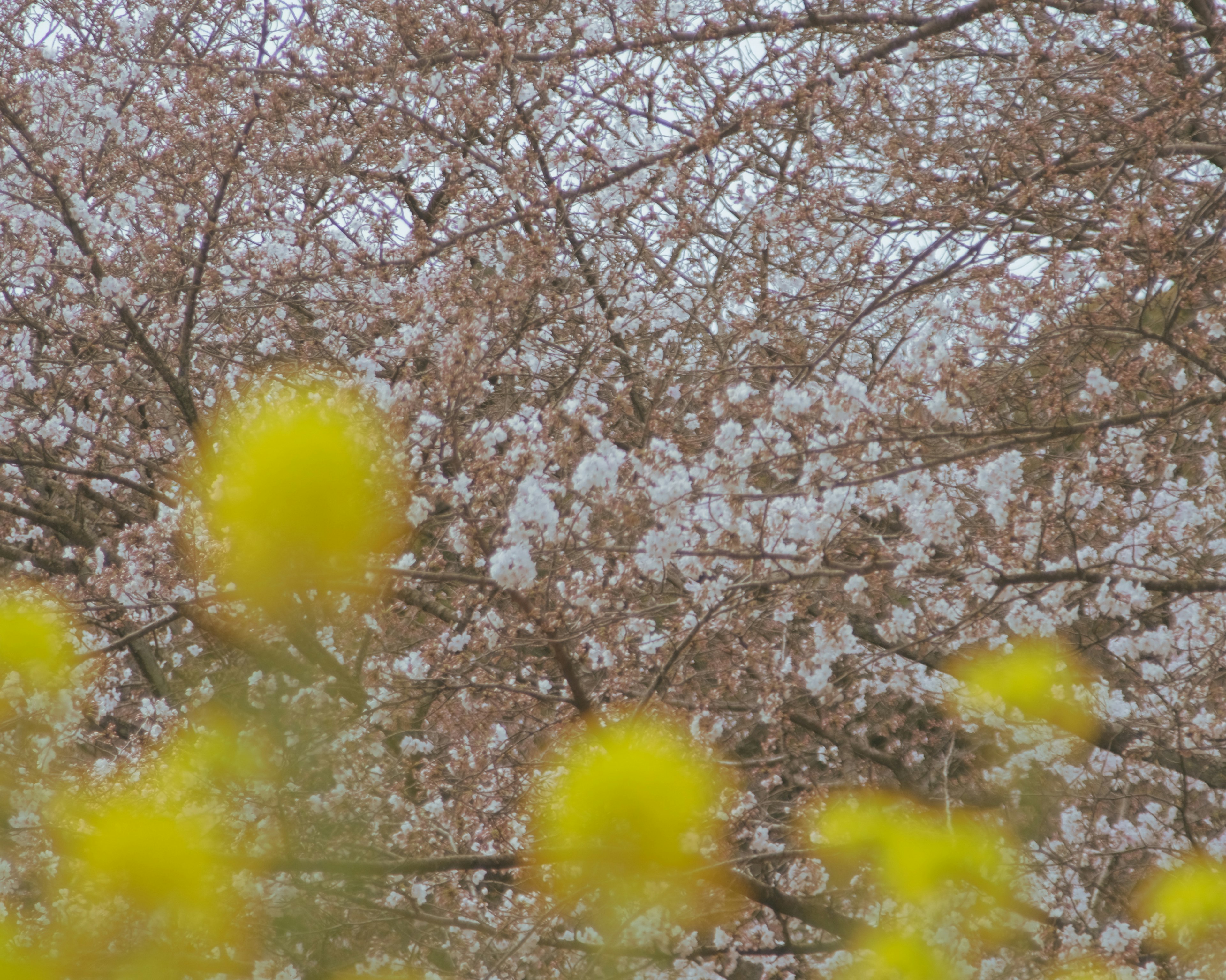 Scena primaverile con ciliegi in fiore e fiori gialli