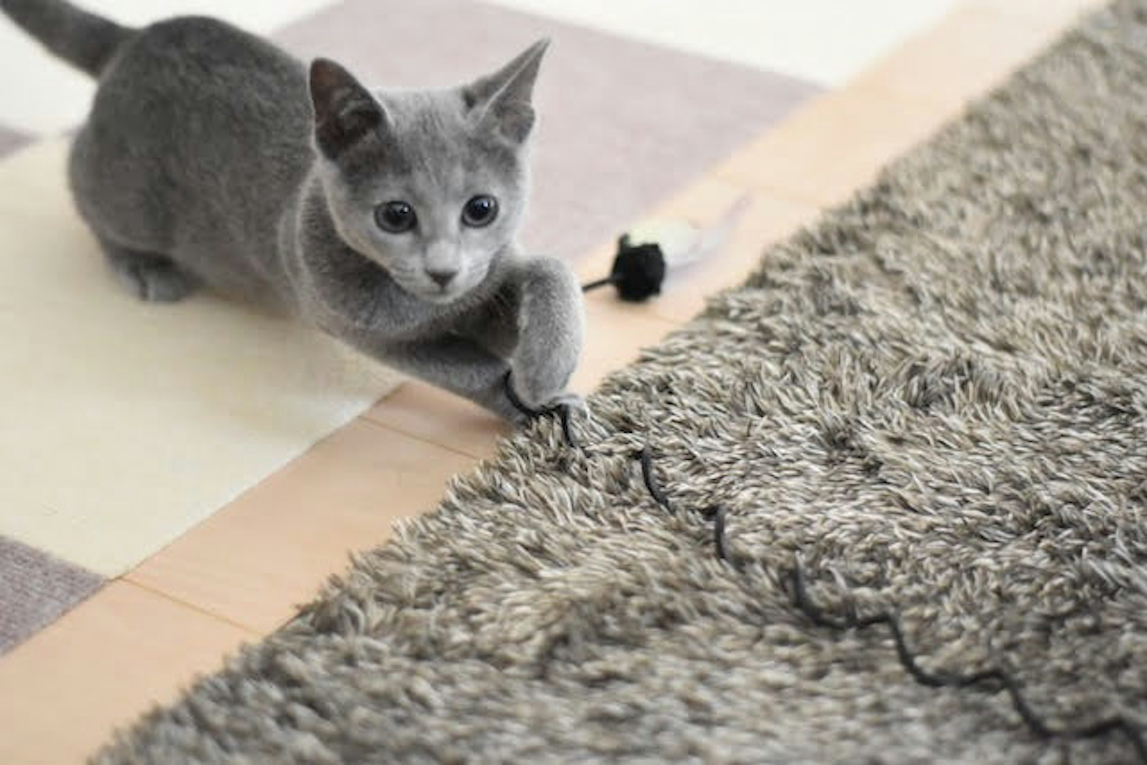 Un chaton gris tirant un cordon sur un tapis