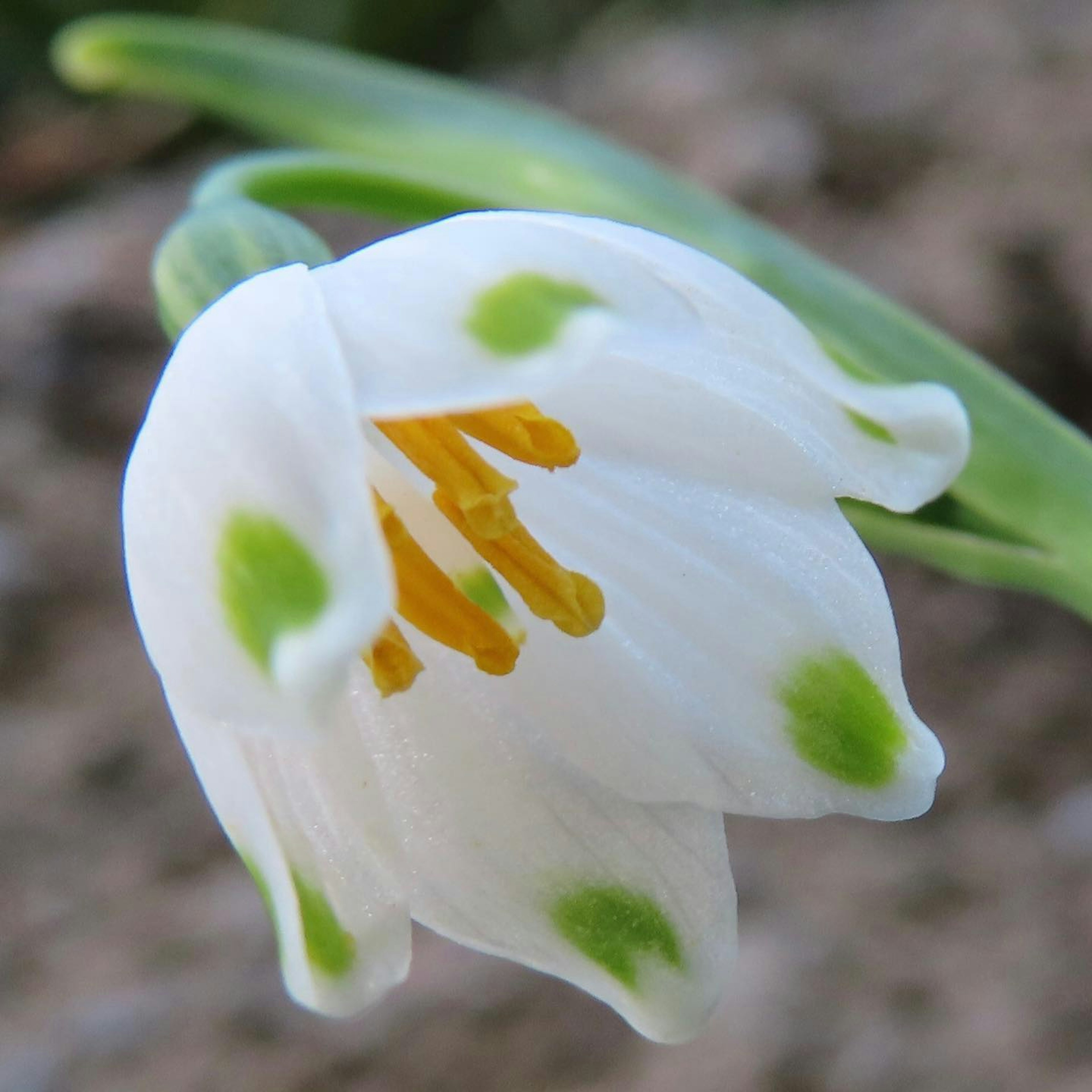 Un fiore bianco con macchie verdi e stami arancioni