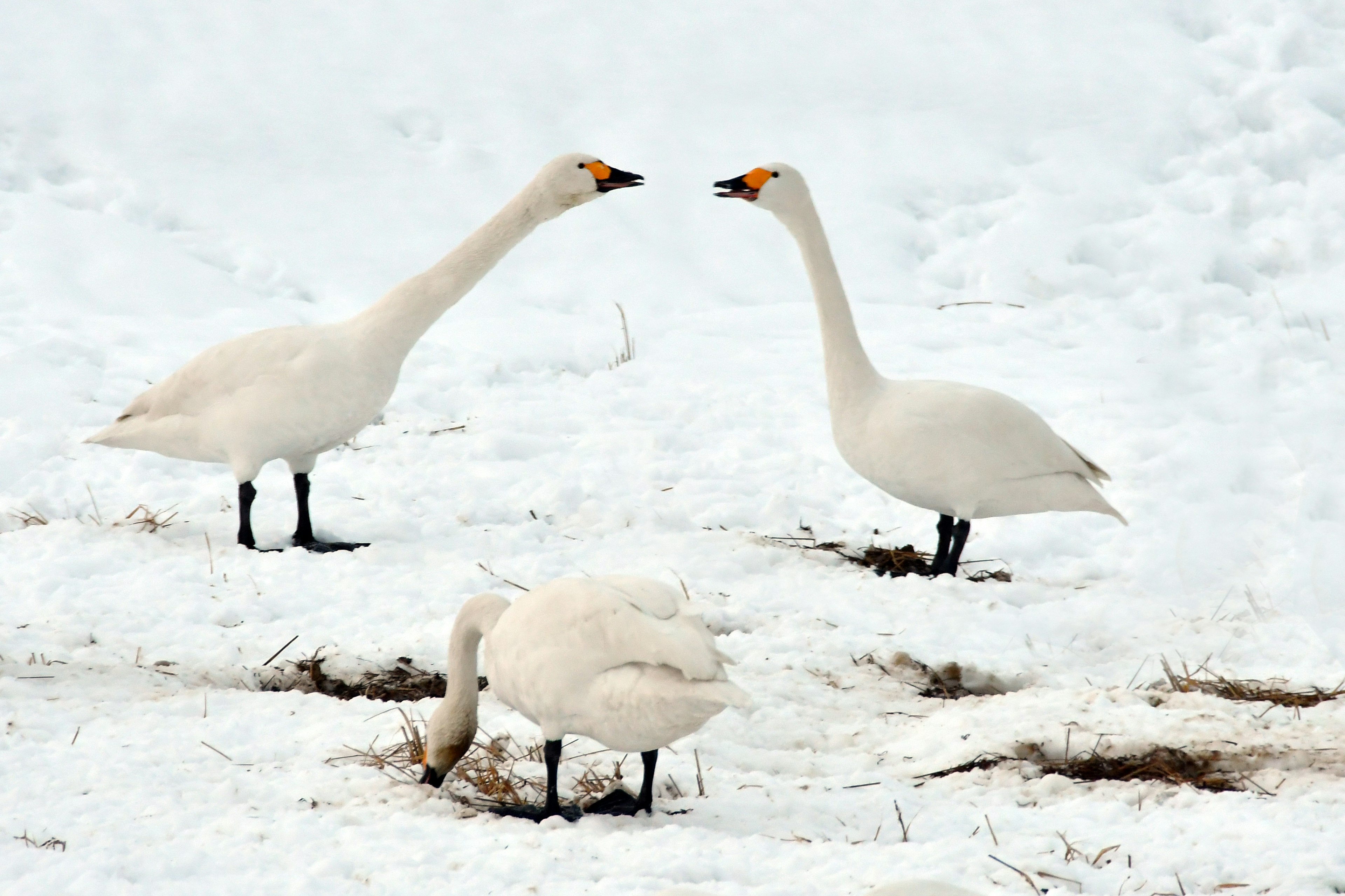 Cigni riuniti nella neve con uno che si nutre e due che interagiscono