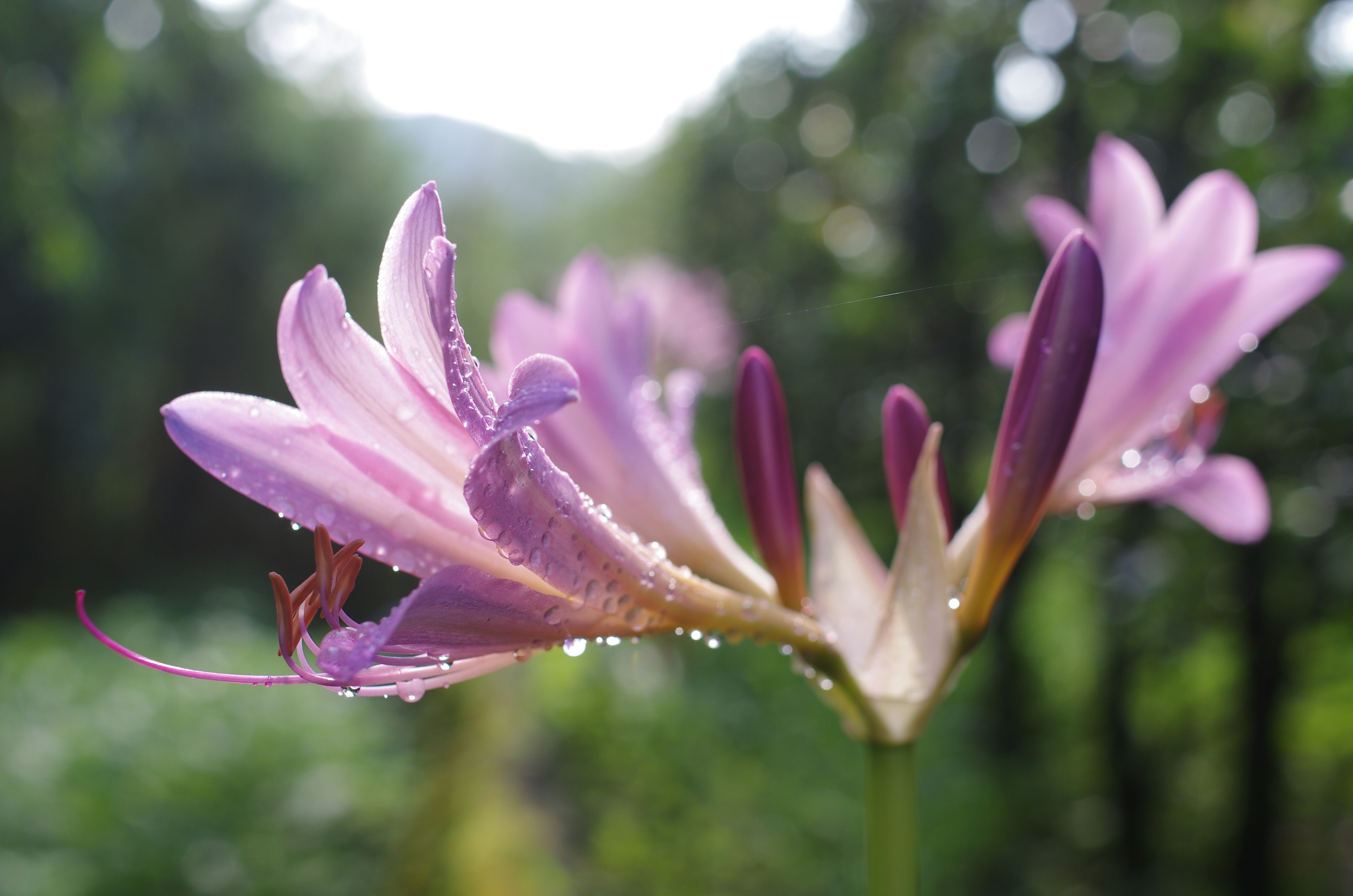 特寫紫色花瓣的花和水滴 模糊綠色背景