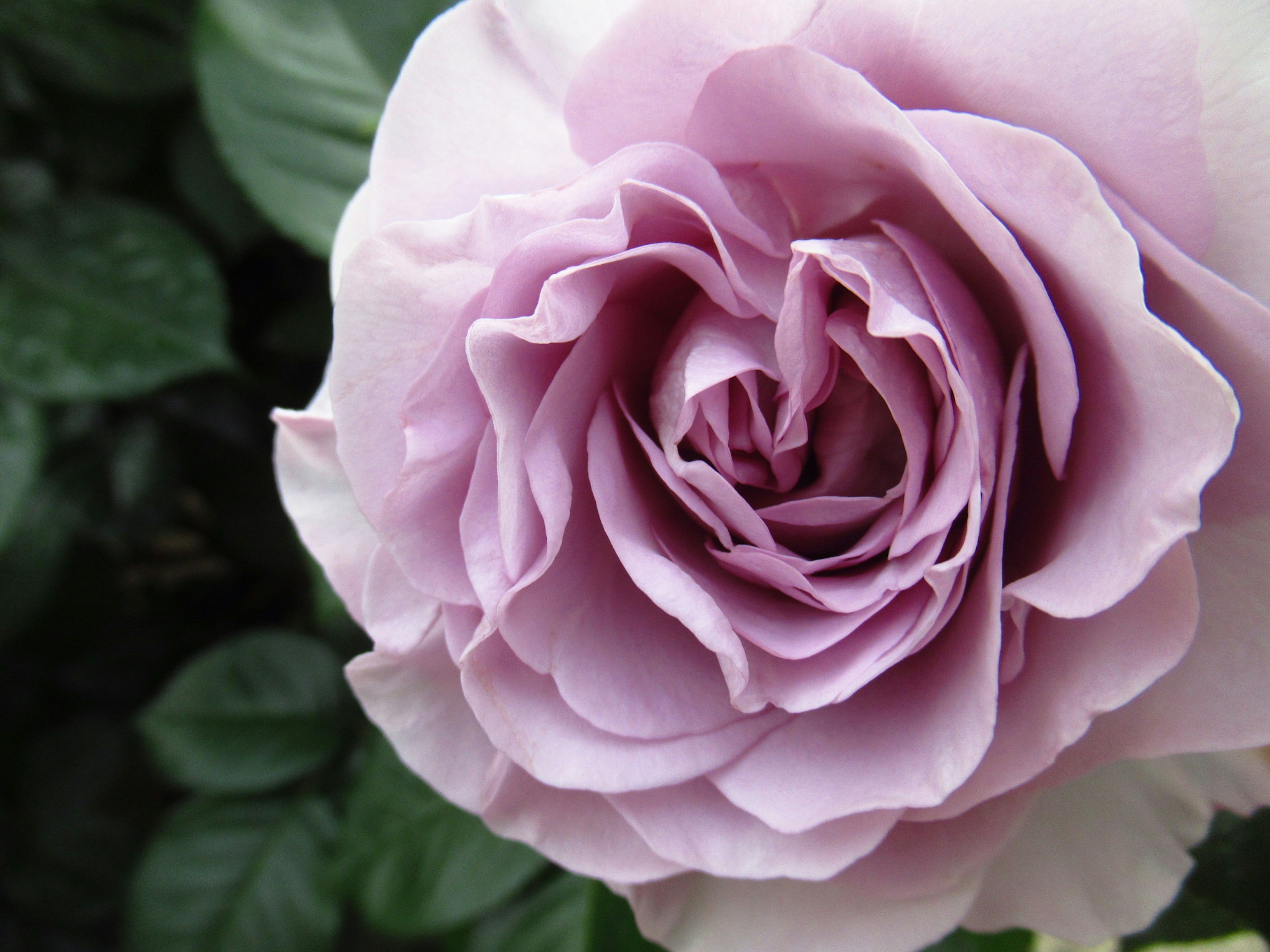 Close-up of a lavender rose with green leaves in the background