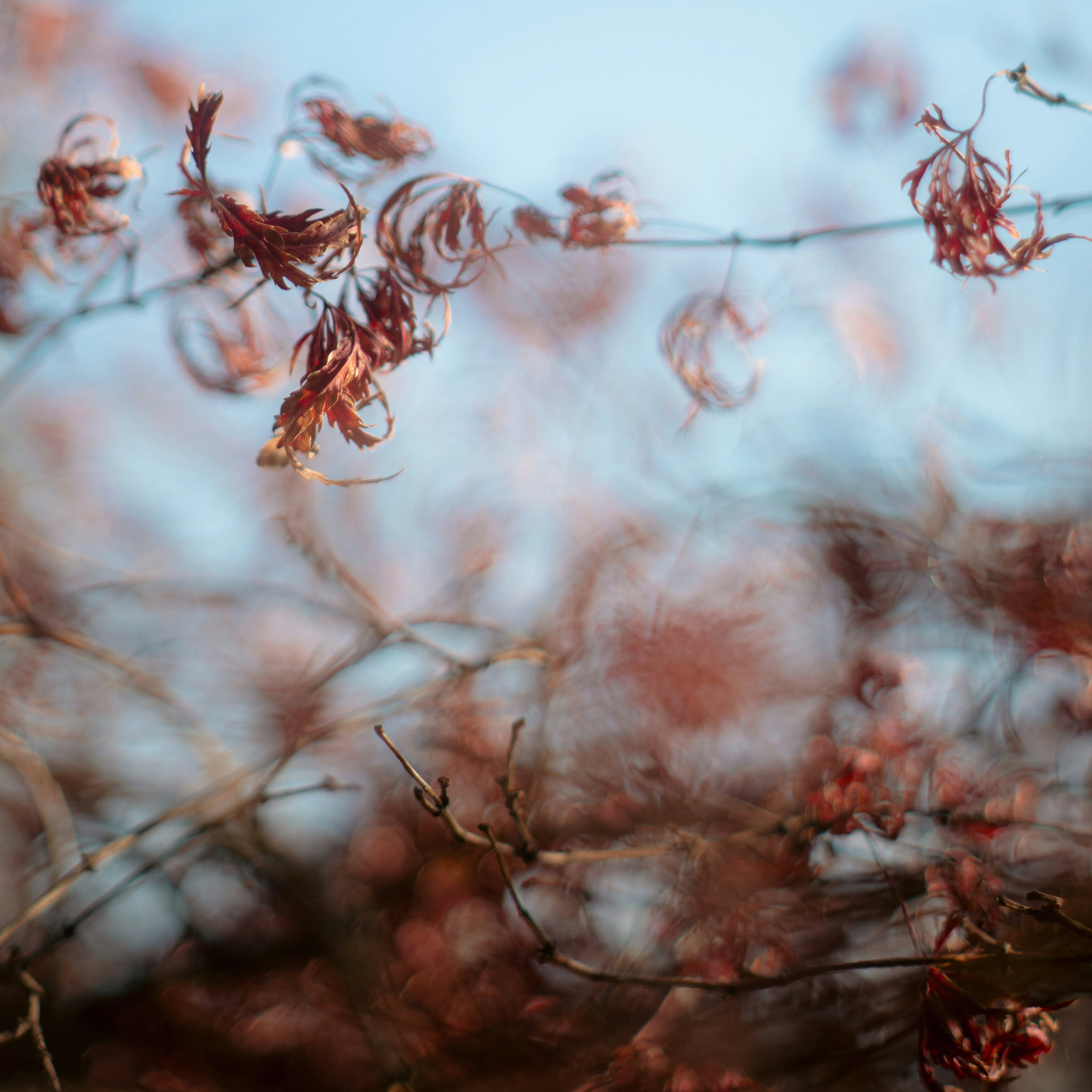 Feuilles rouges délicates flottant sur de fines branches contre un ciel bleu doux