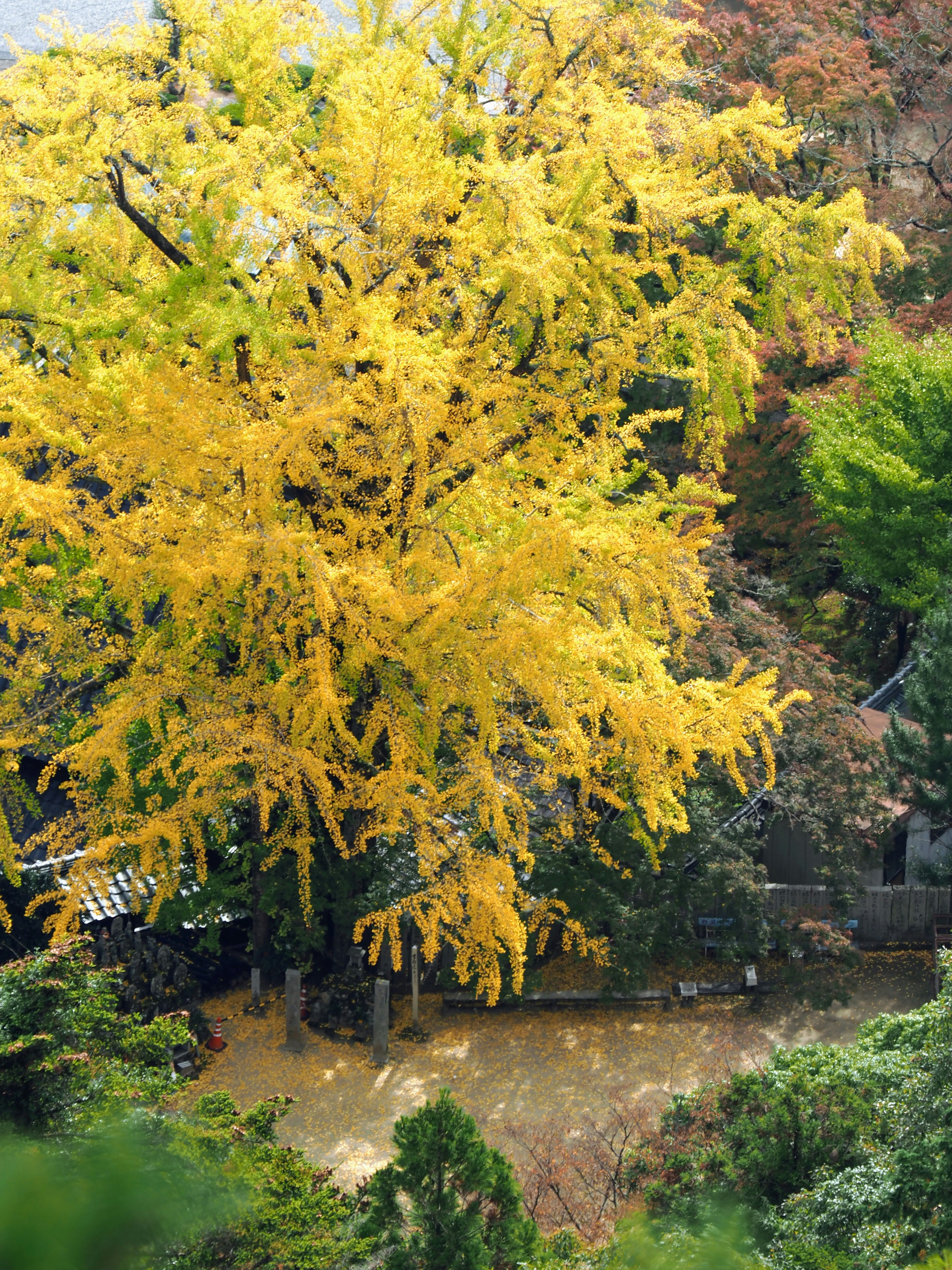 Árbol de ginkgo amarillo vibrante en un paisaje sereno