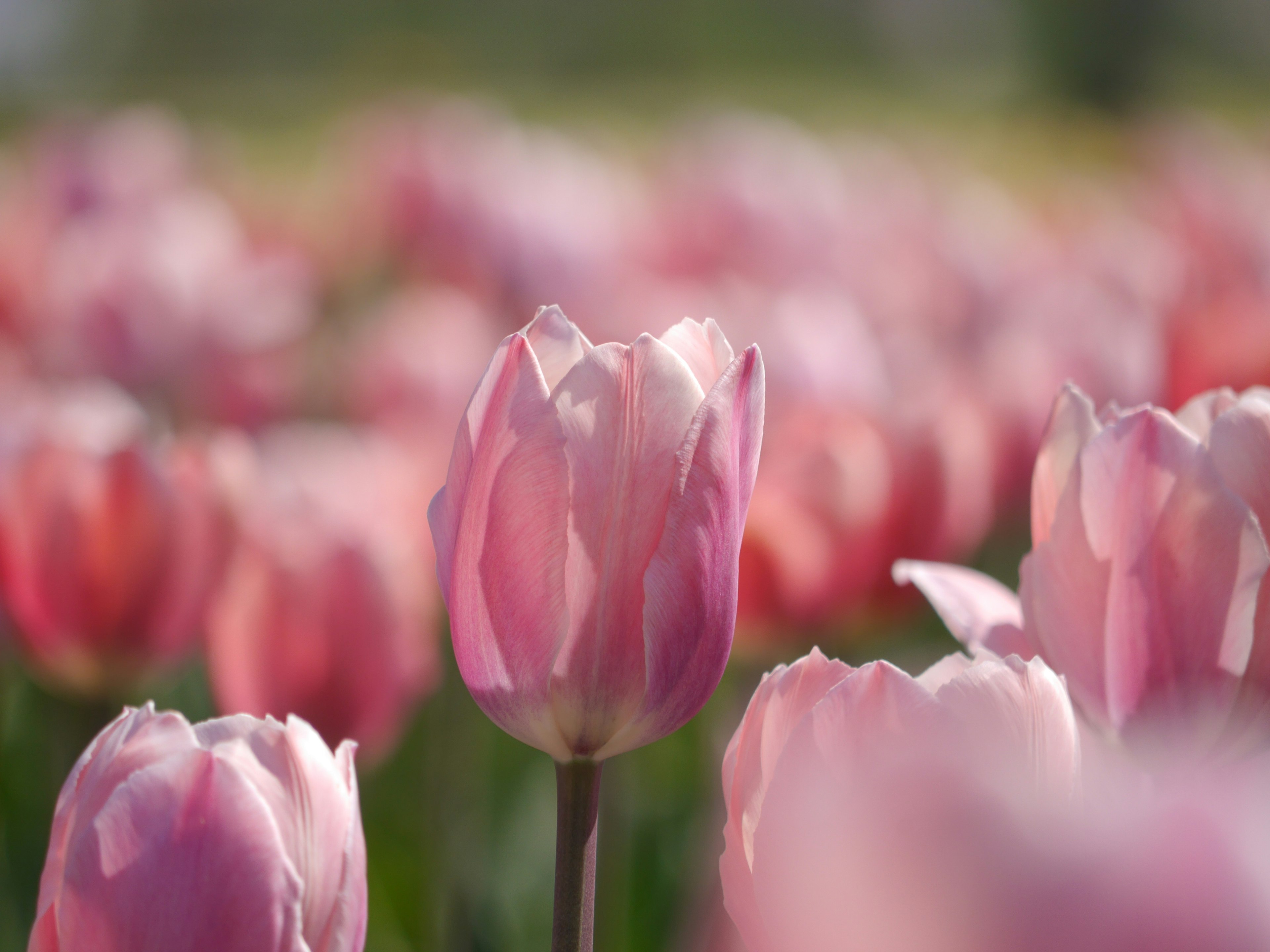 Cuplikan close-up tulip pink yang mekar di ladang