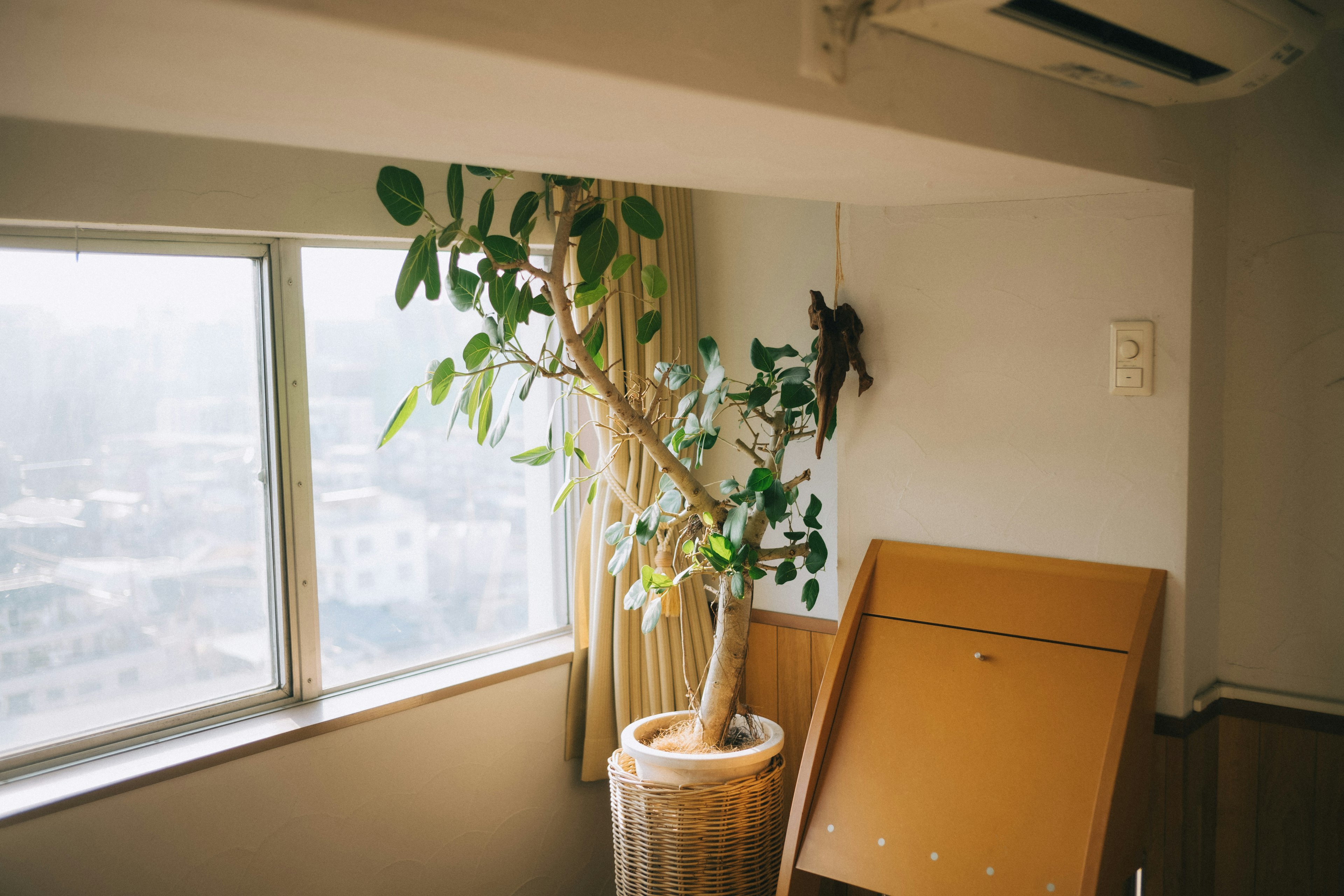 Esquina de una habitación con una planta en maceta junto a la ventana y cortinas