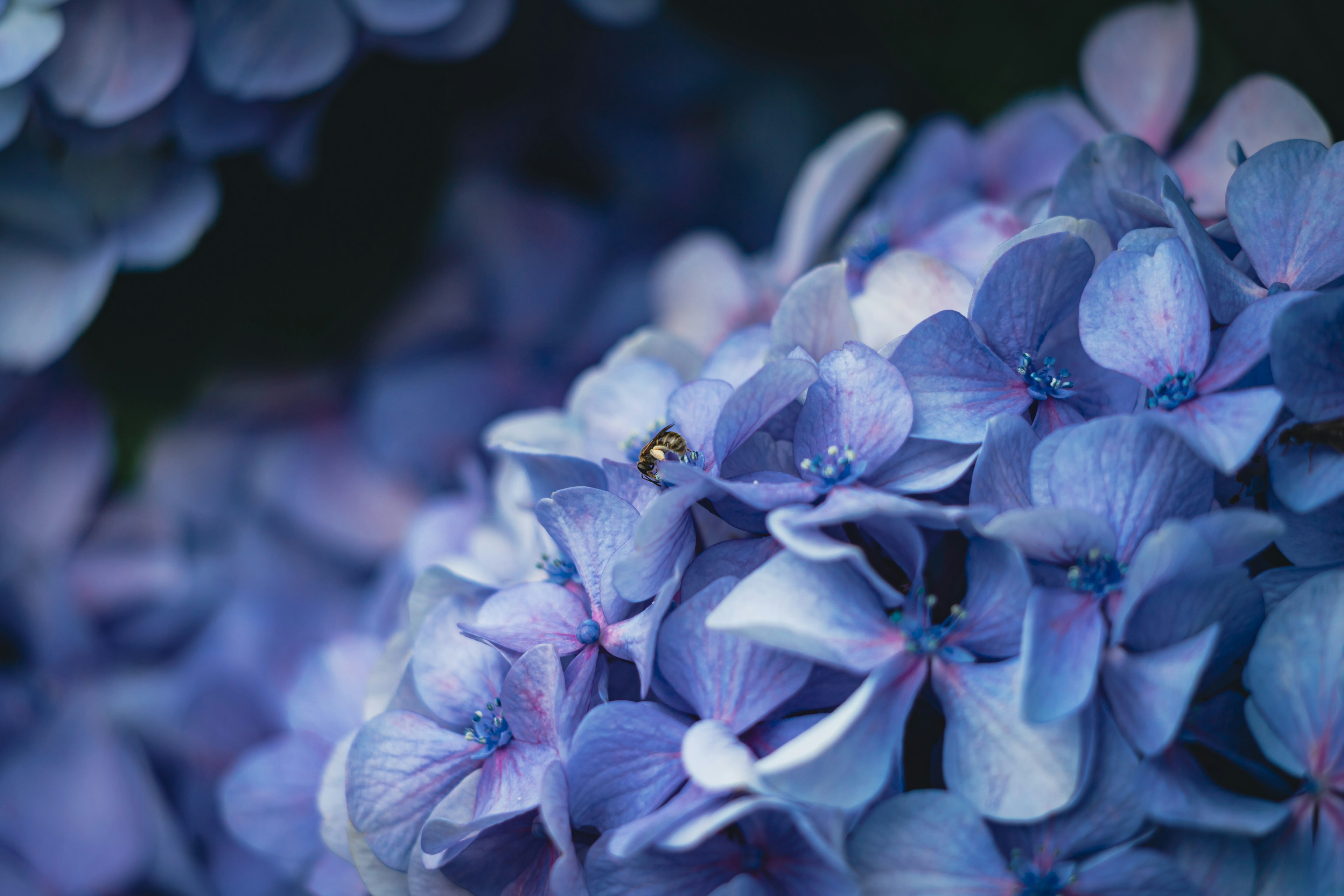 Nahaufnahme von schönen lila Hortensienblüten, die eng beieinander stehen