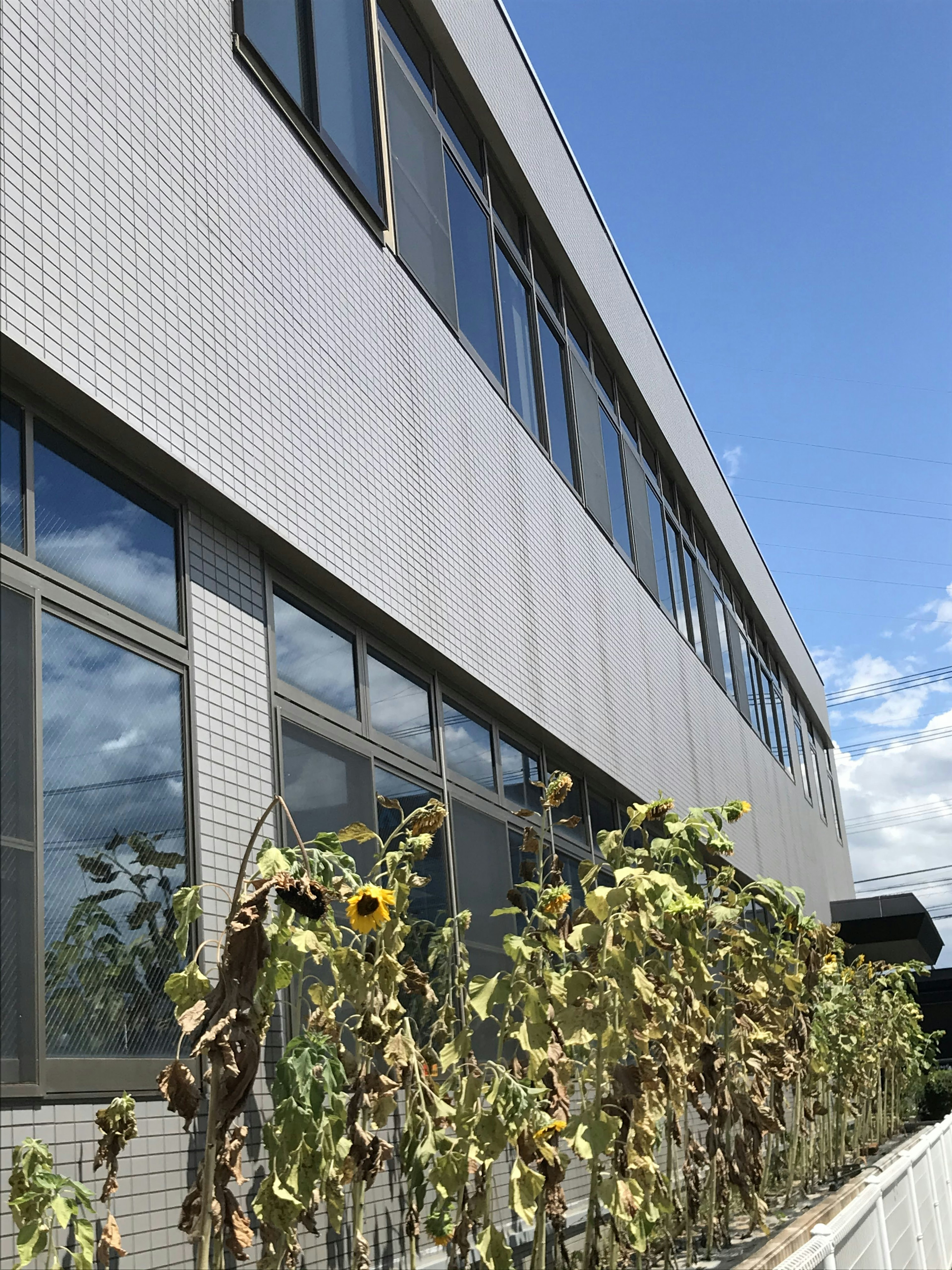 Bild zeigt die Seite eines Gebäudes mit Fenstern und getrockneten Sonnenblumen im Vordergrund