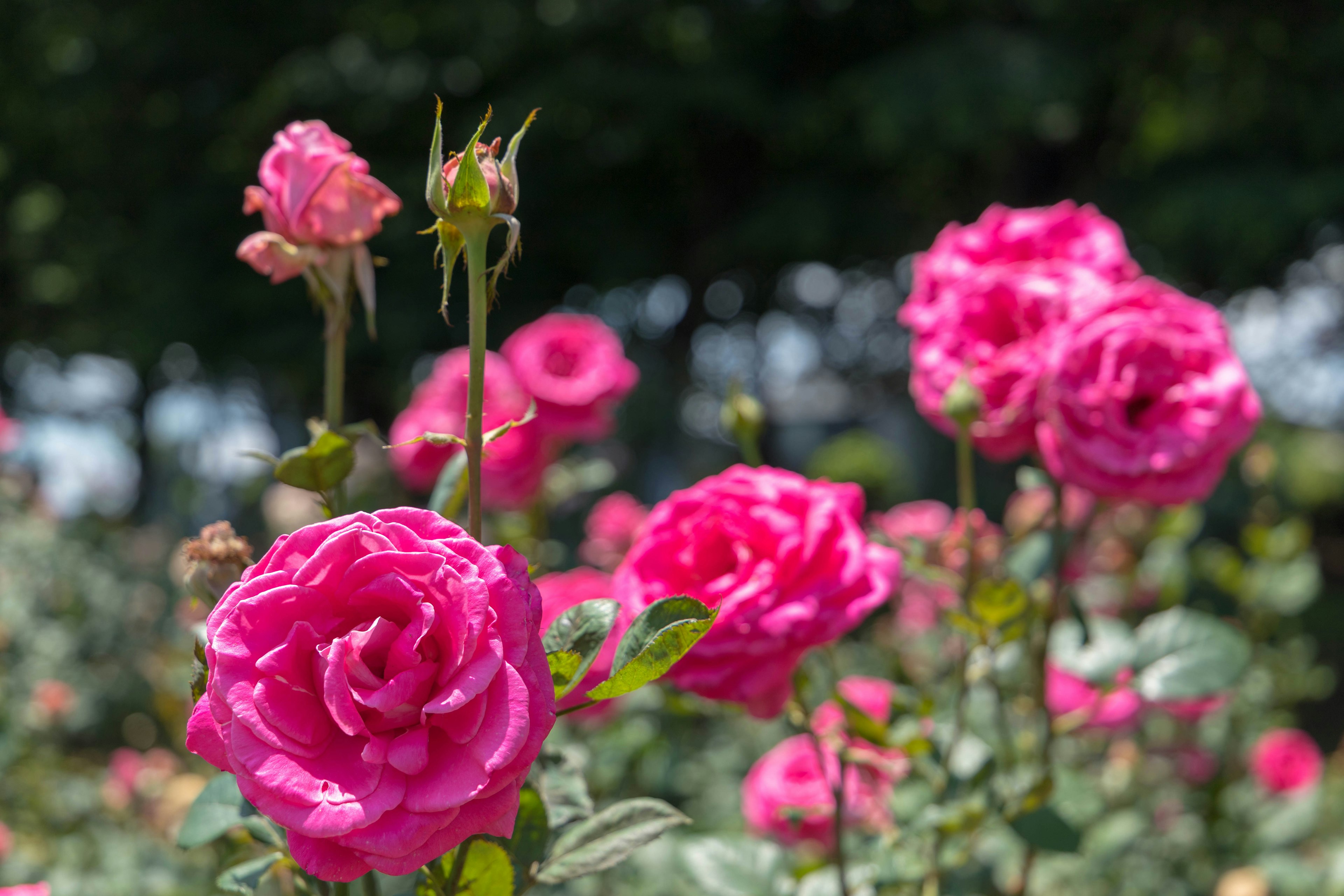 Roses roses vibrantes en fleurs dans un jardin