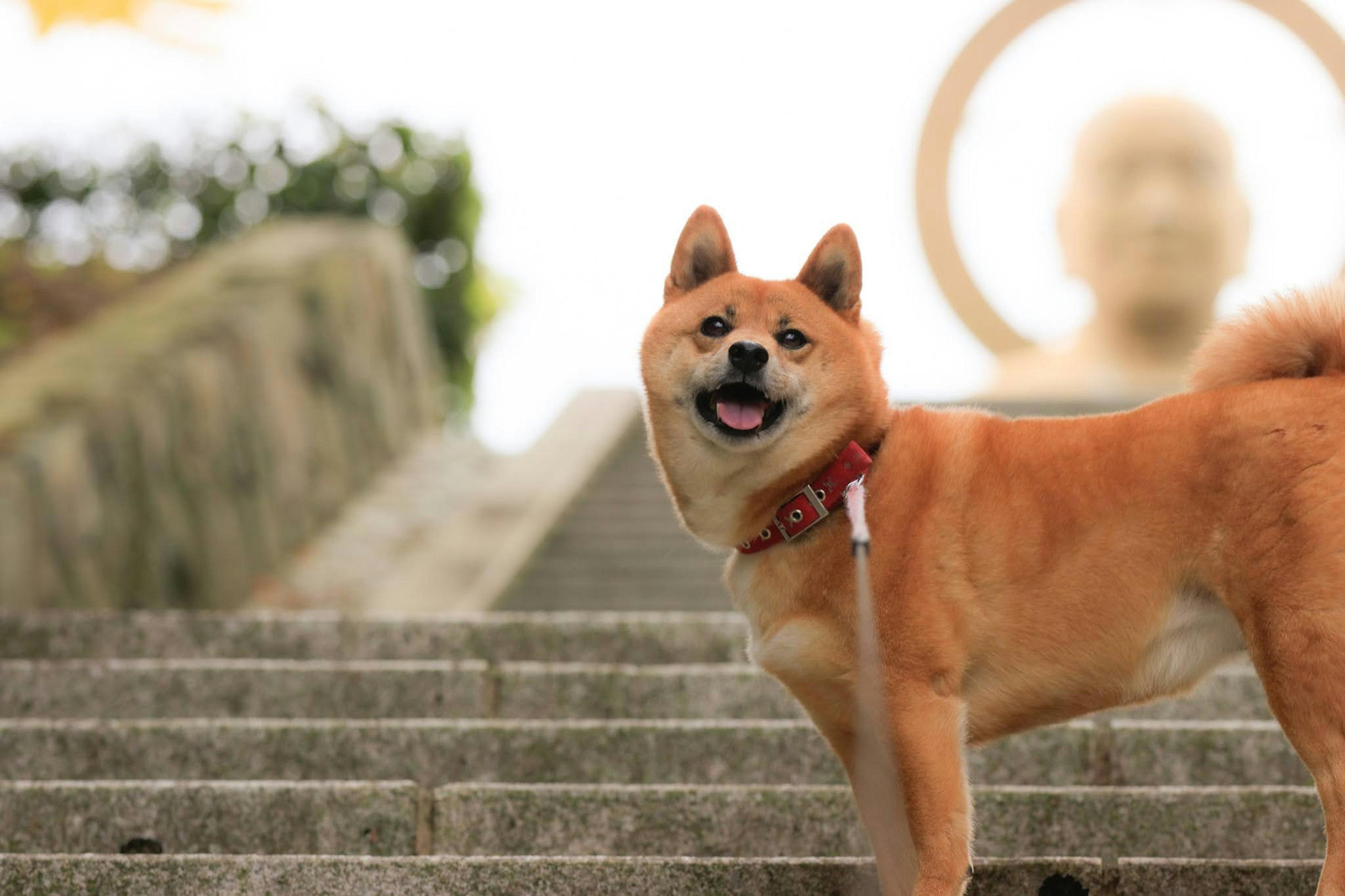 Shiba Inu sonriente en escaleras con una gran estatua al fondo