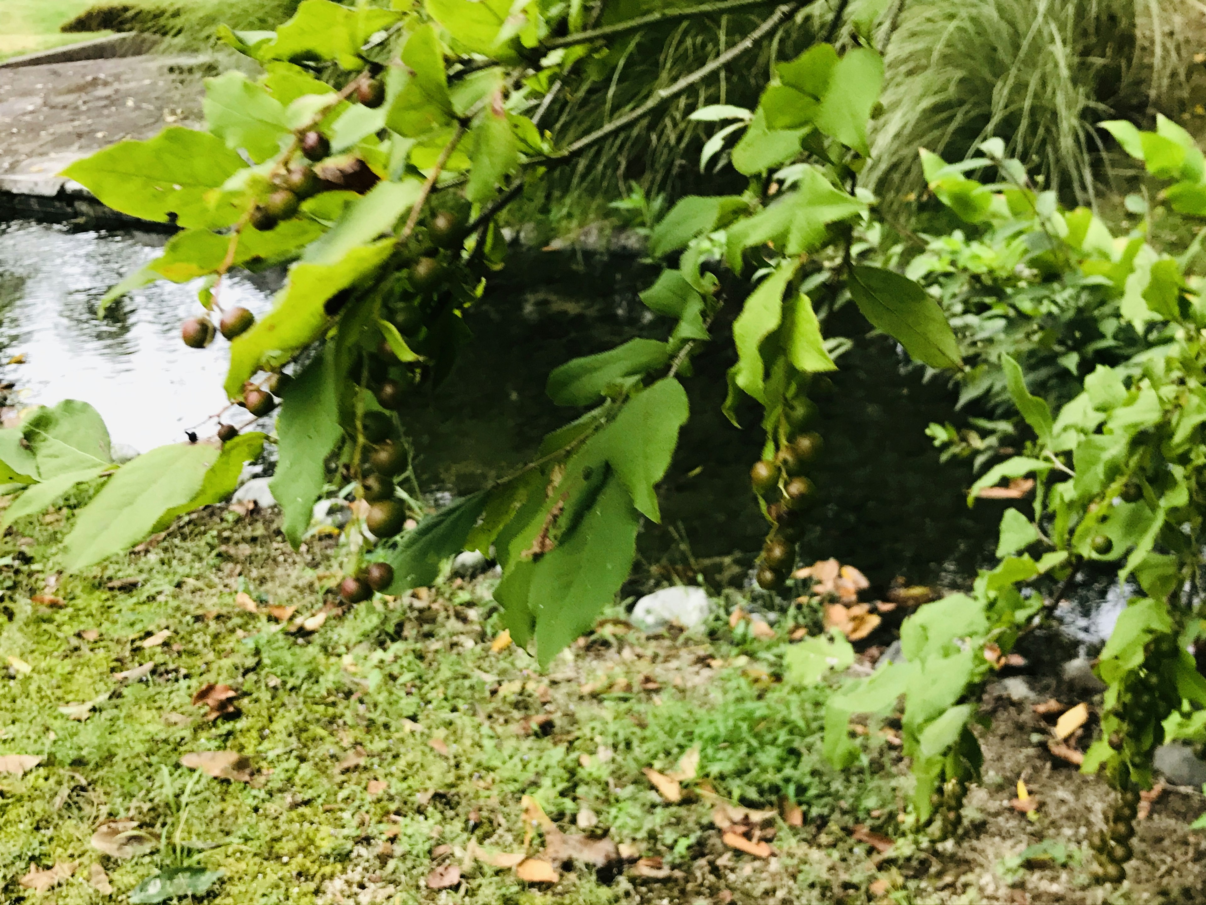 Green leaves and fruiting plants near a water body