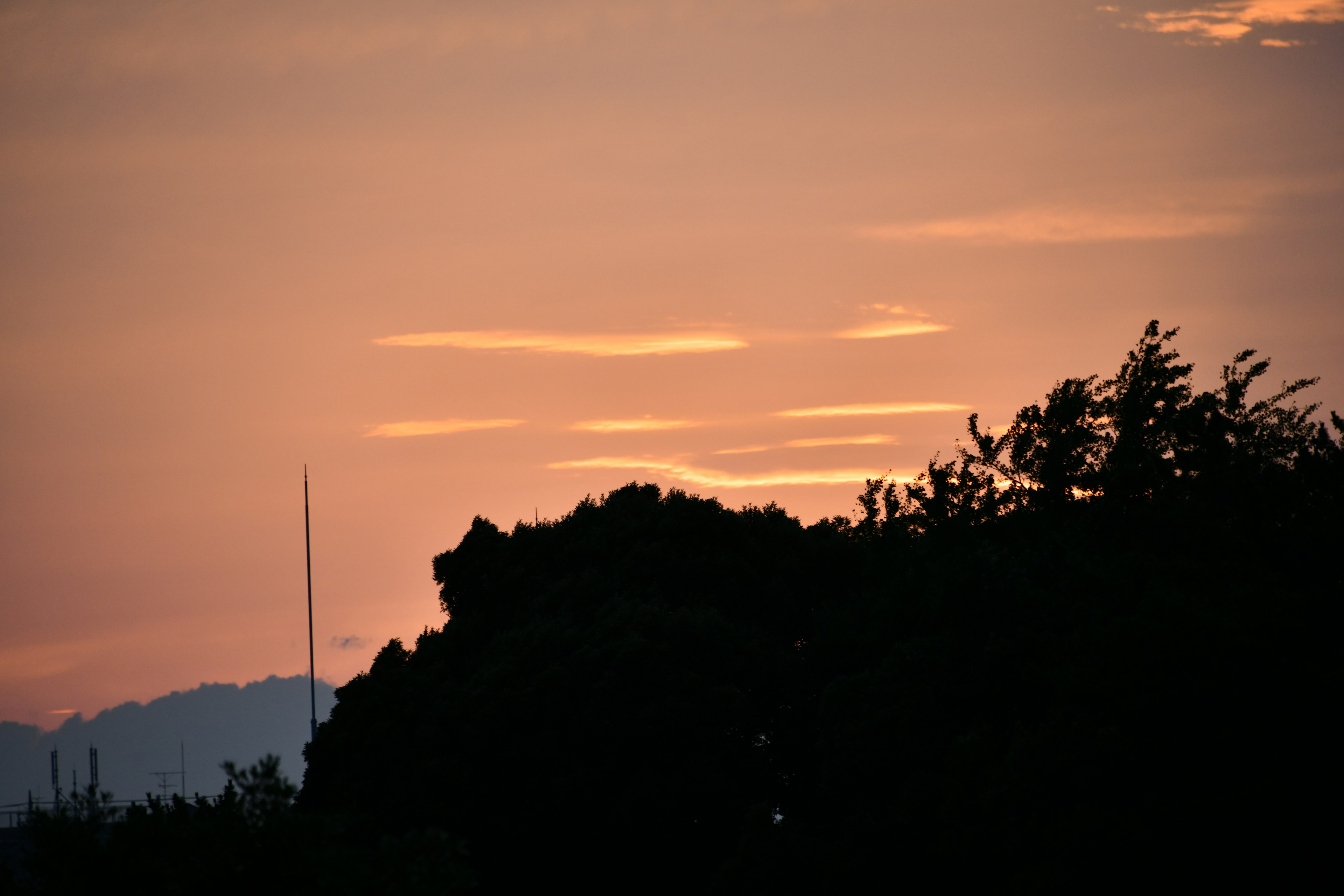 Sonnenuntergangshimmel mit silhouettierten Bäumen