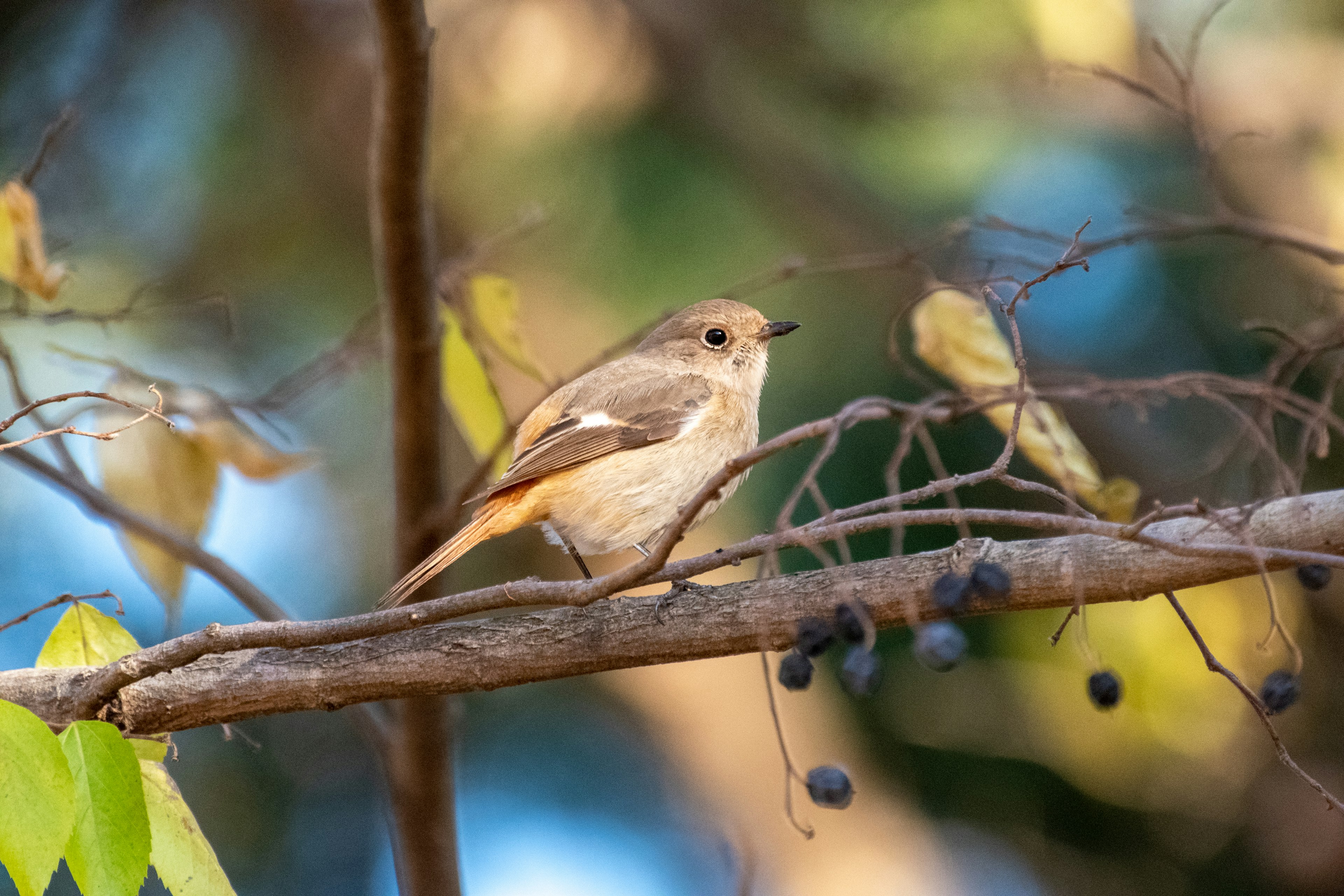 Un piccolo uccello appollaiato su un ramo con foglie dai colori tenui sullo sfondo