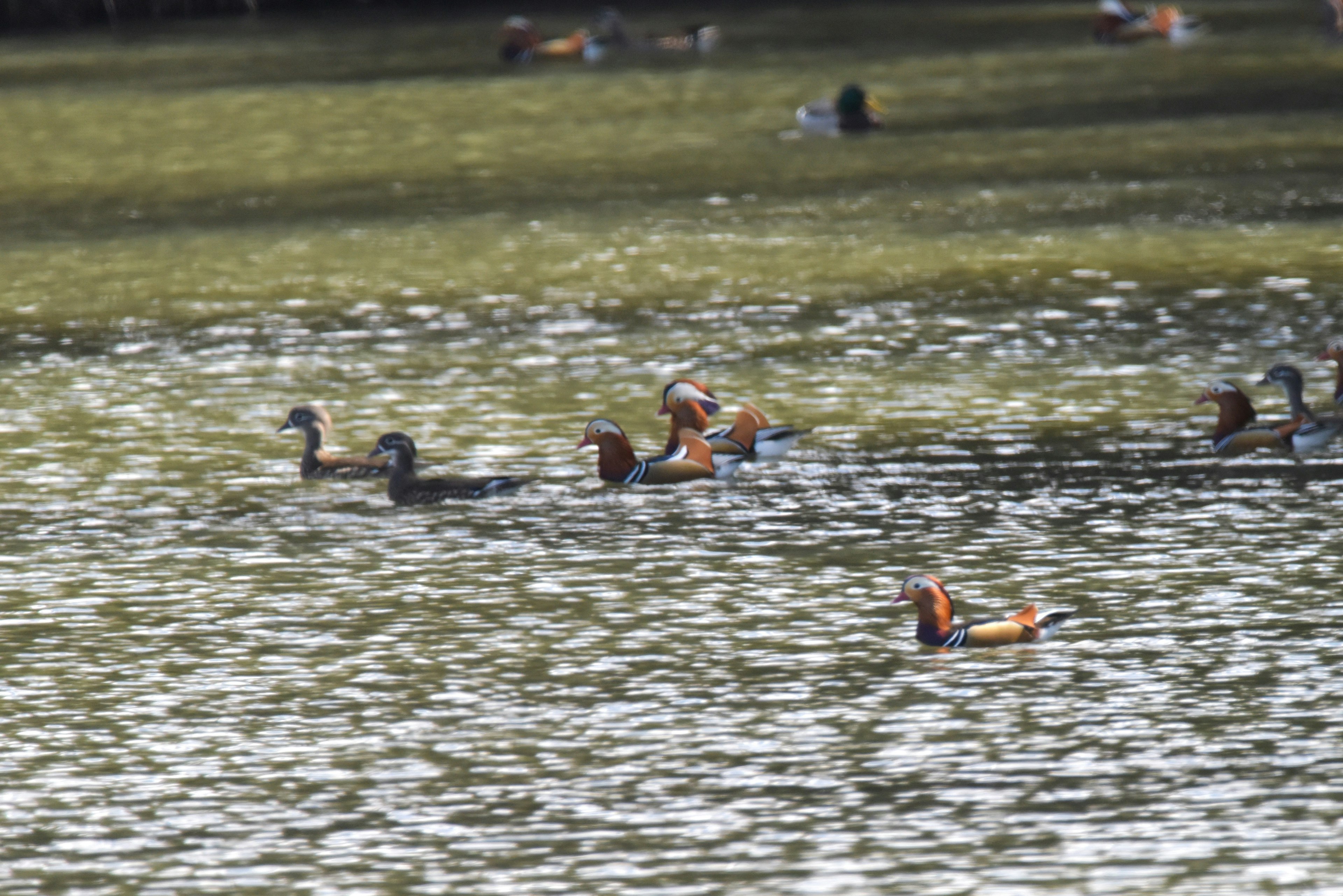 Group of ducks floating on the lake's surface with surrounding scenery