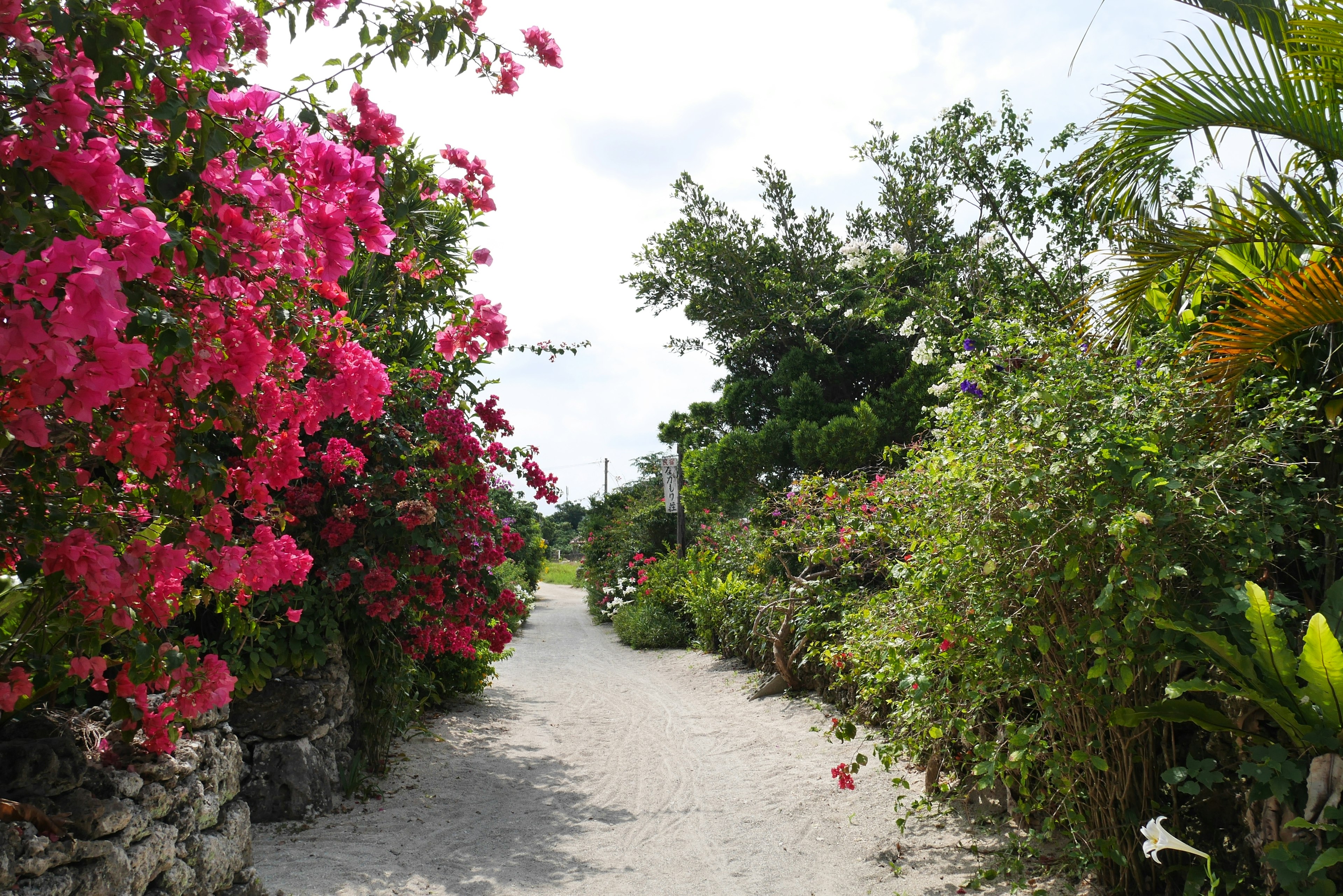 Scenic pathway lined with vibrant flowers and lush greenery