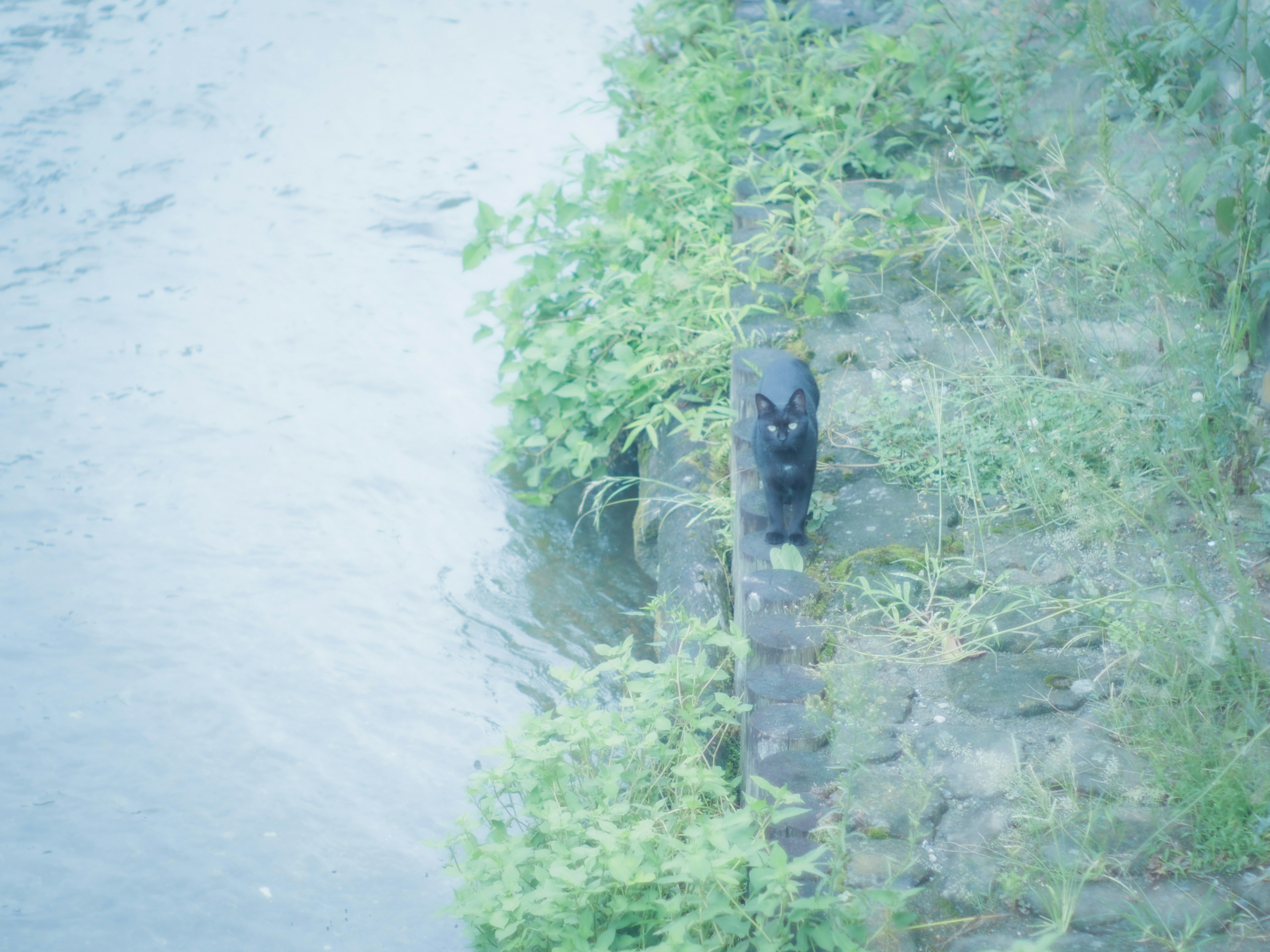 Seekor kucing hitam berdiri di tepi sungai dengan rumput hijau