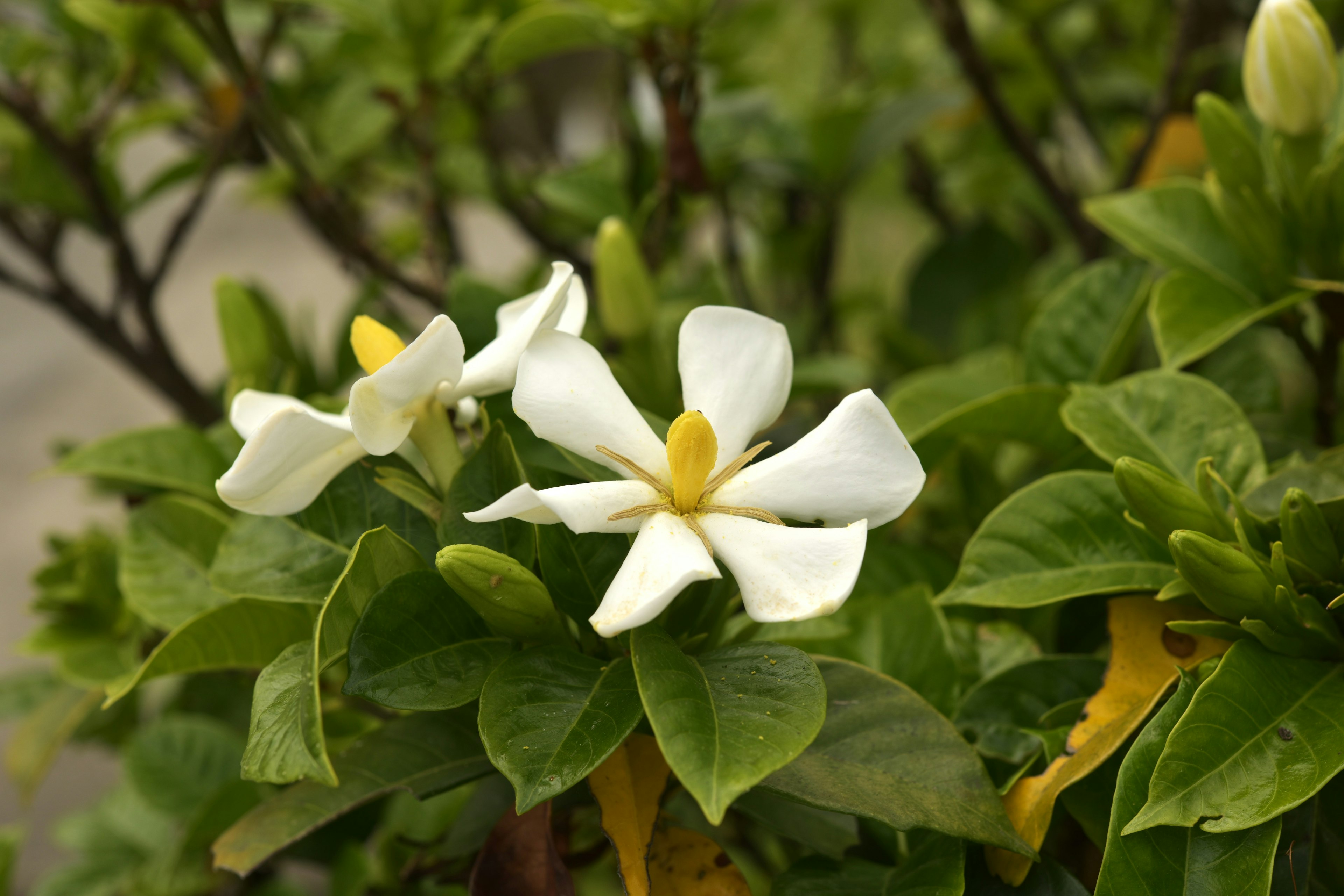 特写的开花植物，白色花瓣和绿色叶子