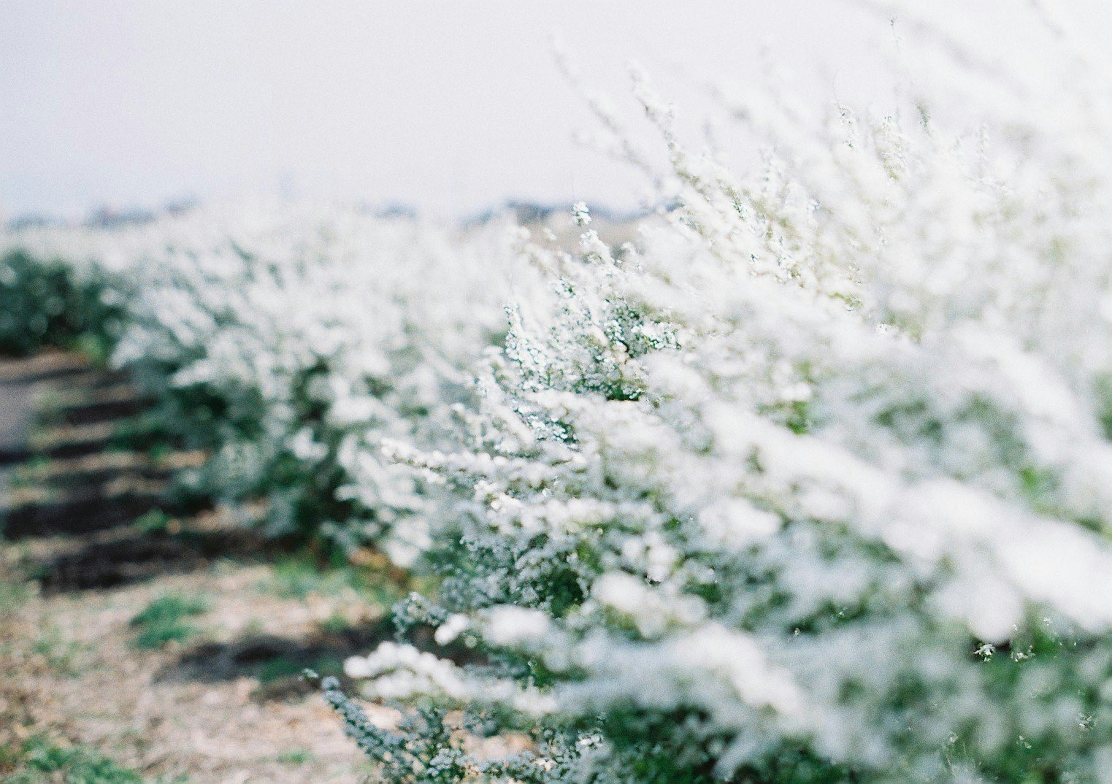 A field of blooming white flowers with a soft focus