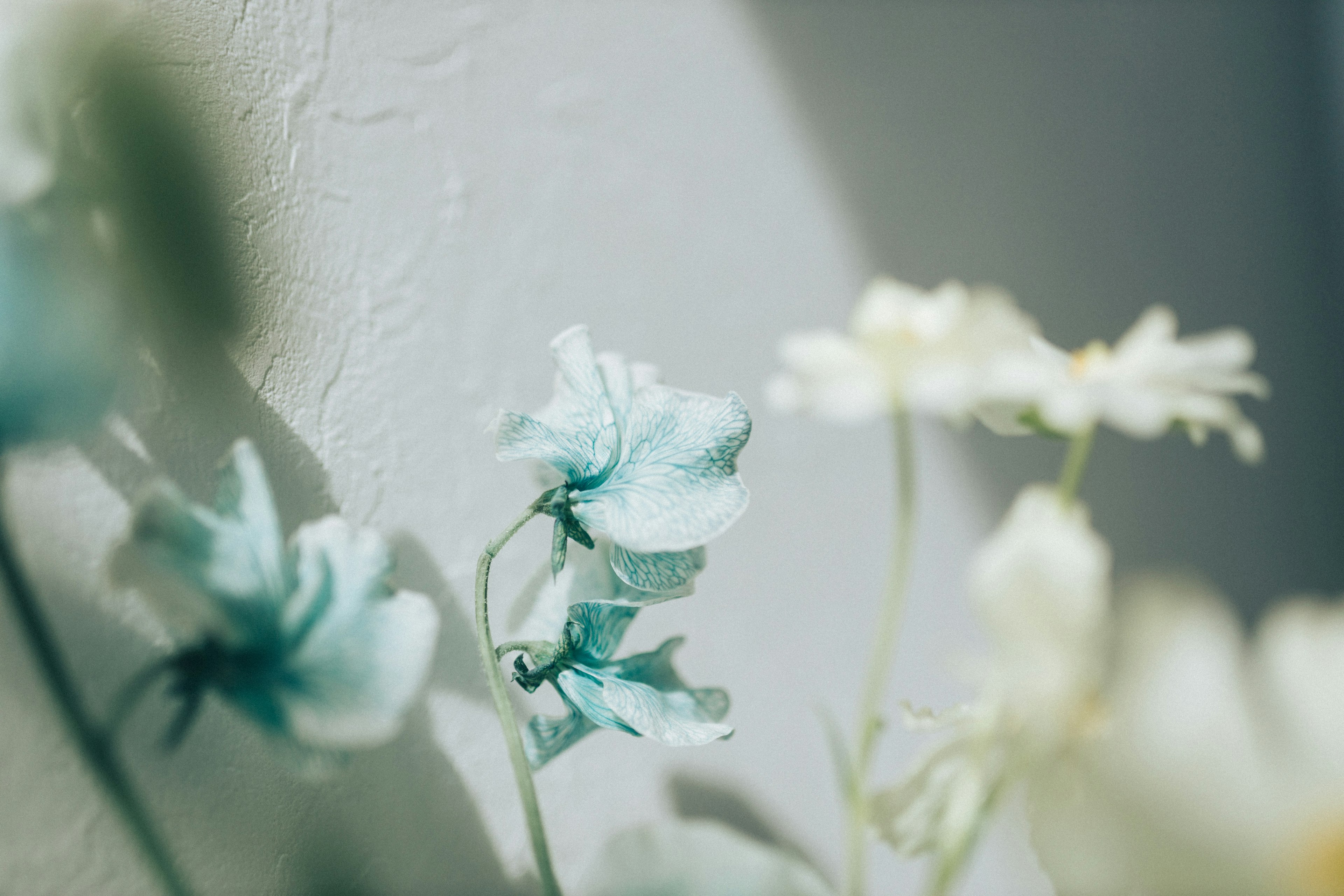 Zarte blaue und weiße Blumen vor einer hellen Wand