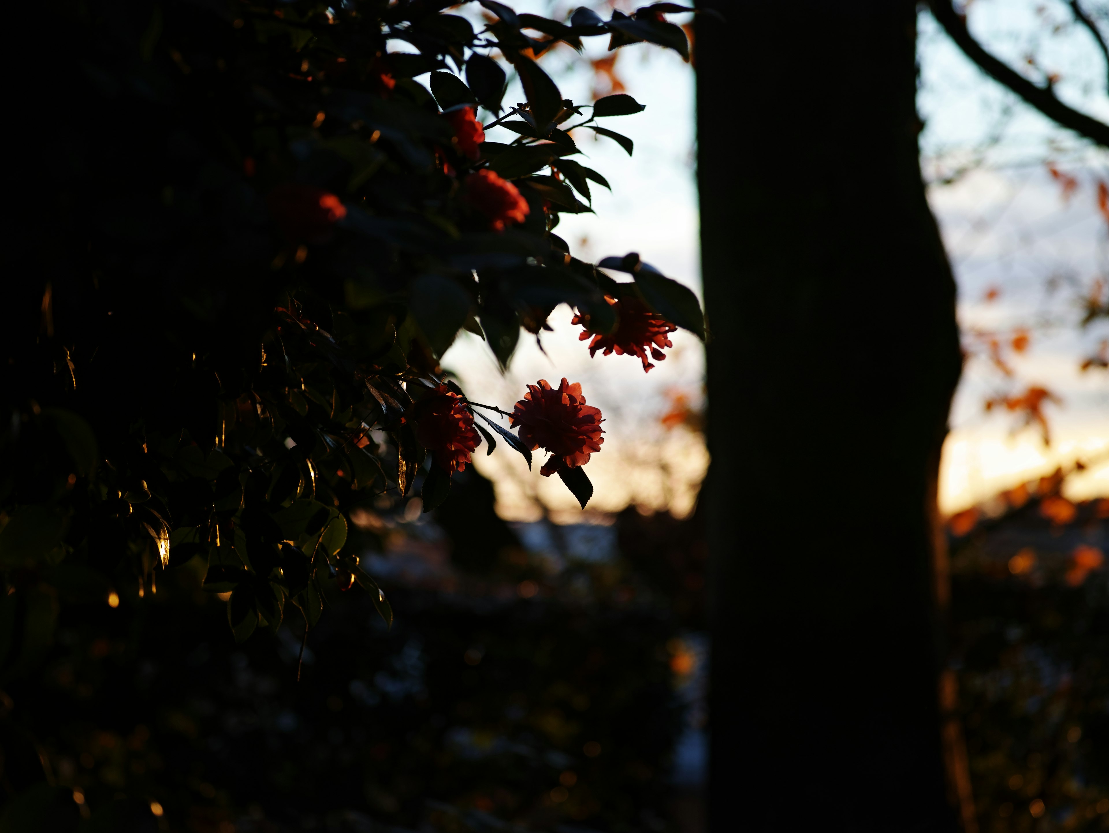 夕暮れ時の木の葉と赤い花が映える風景