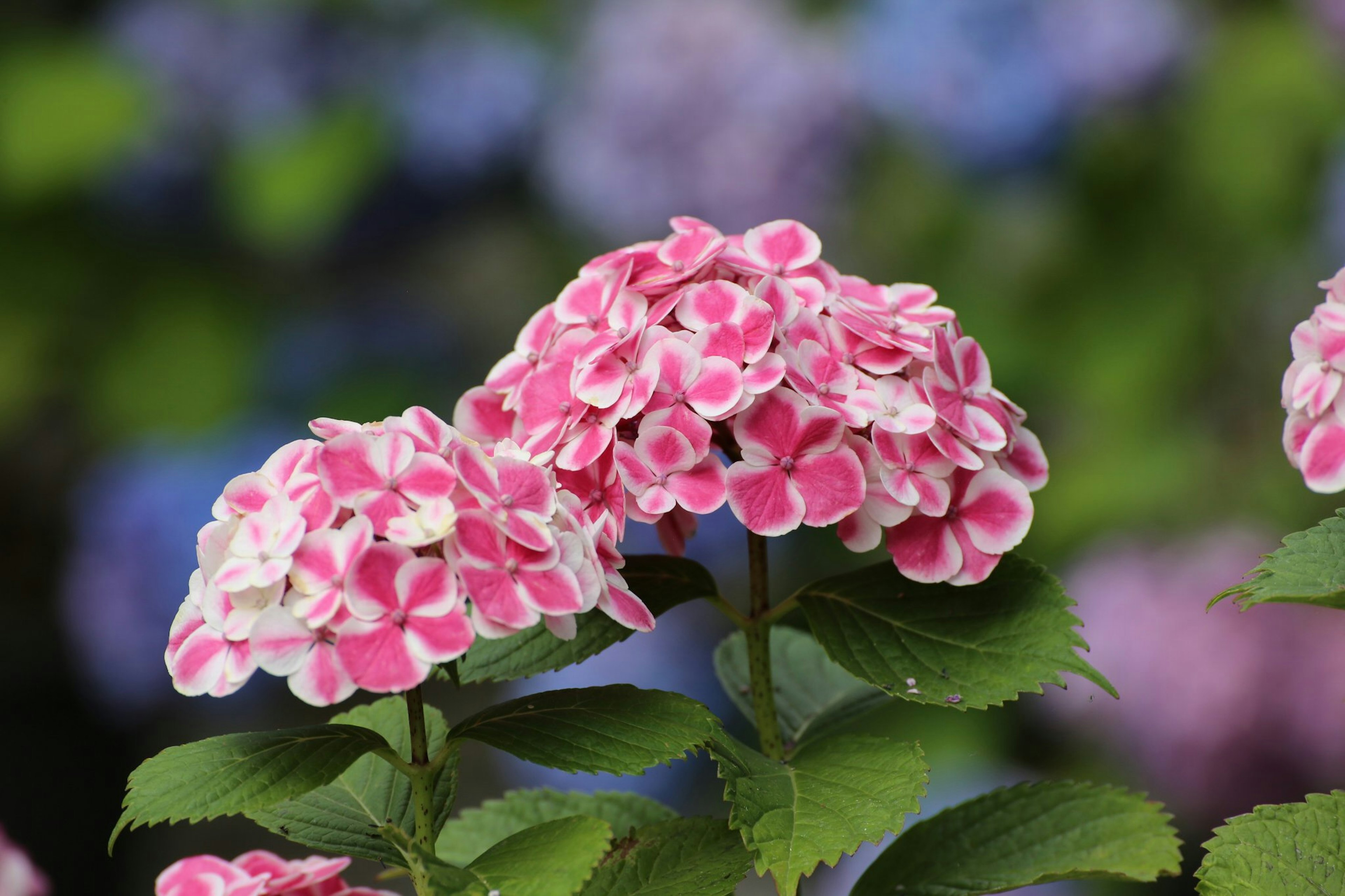 Blühende rosa Hortensienblüten