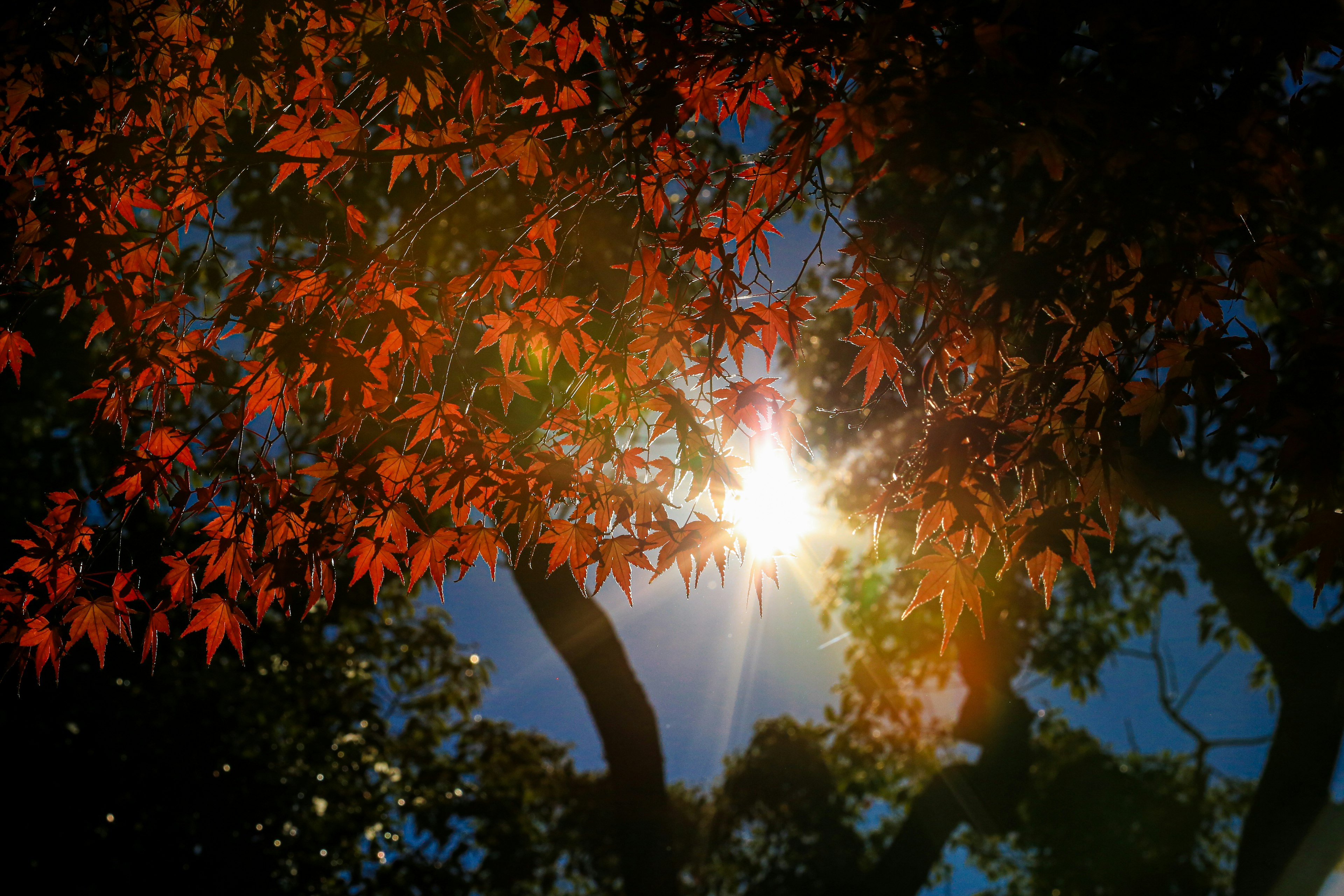 Schöne Szene mit Herbstblättern, die mit Sonnenlicht kreuzen