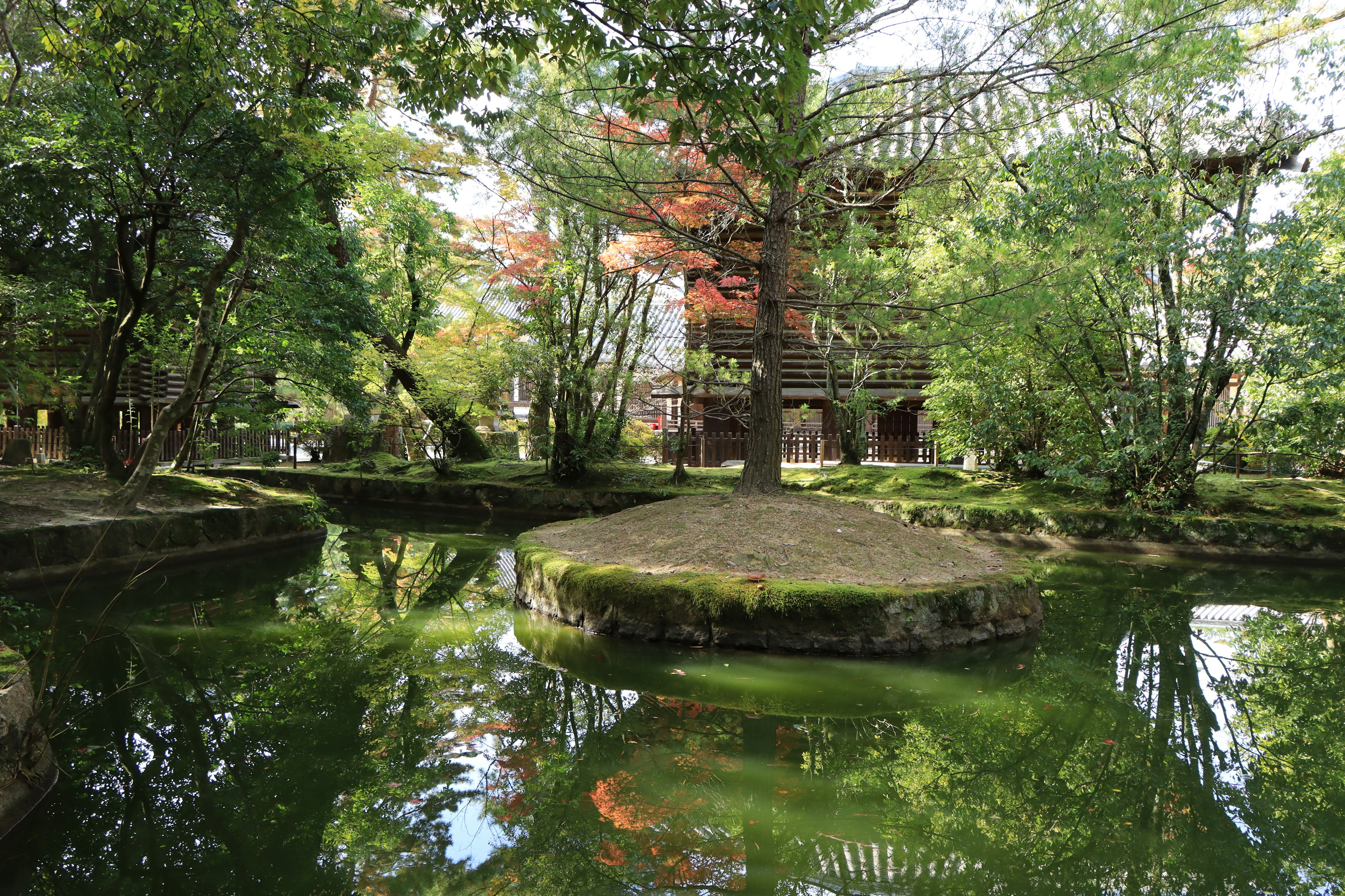 Serene garden pond surrounded by lush green trees