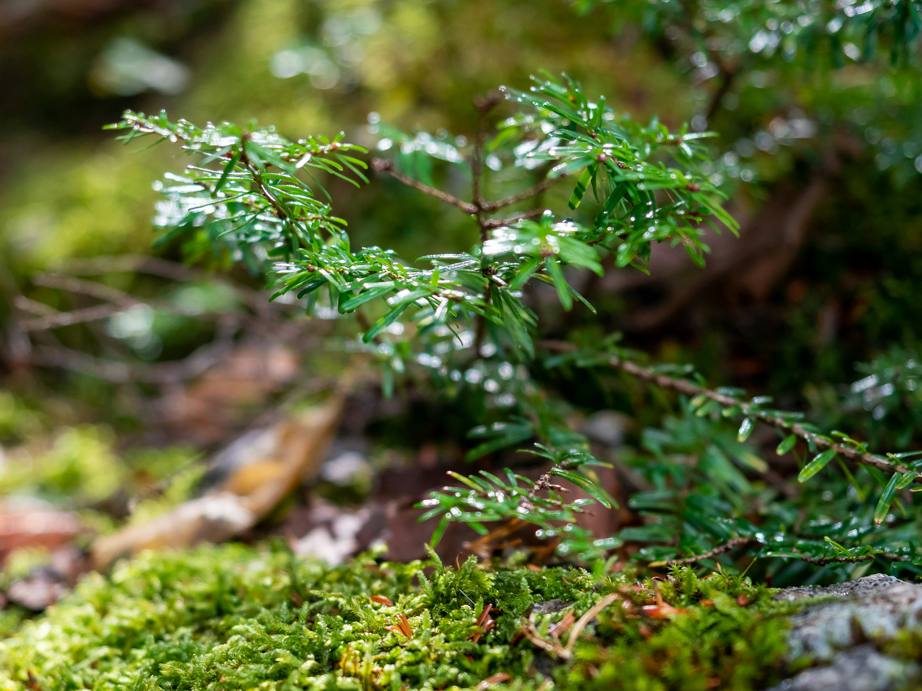 苔藓上的小植物特写，绿色叶子