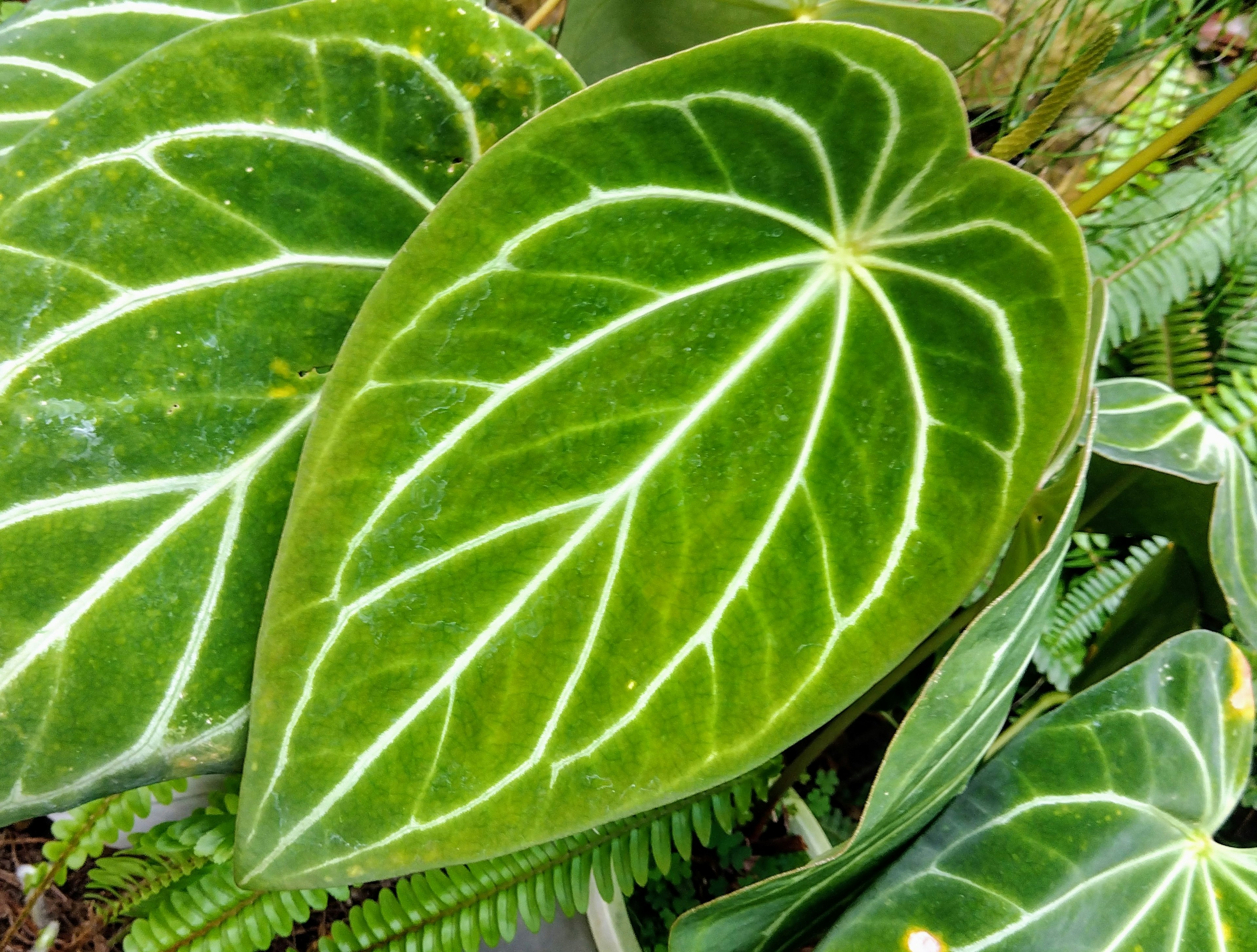 Foglie verdi con vene bianche prominenti di una pianta di Anthurium