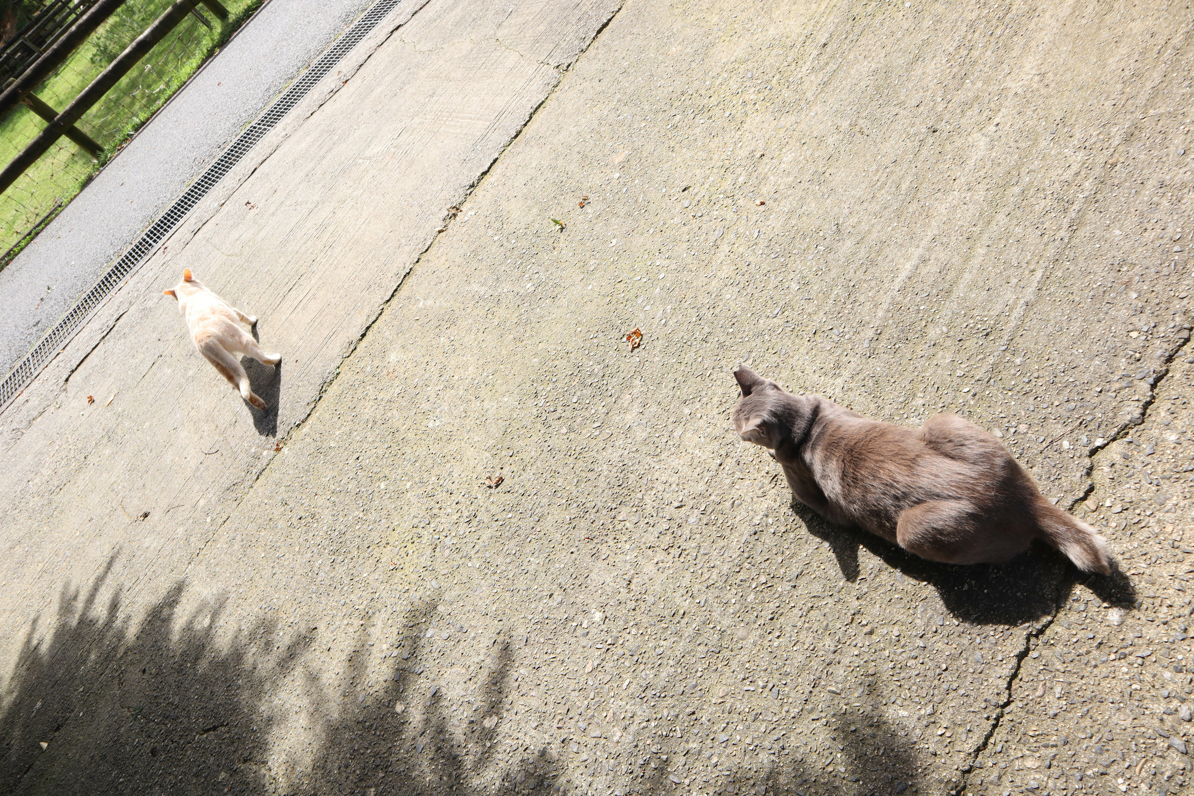 Zwei Katzen auf einer Betonfläche im hellen Sonnenlicht