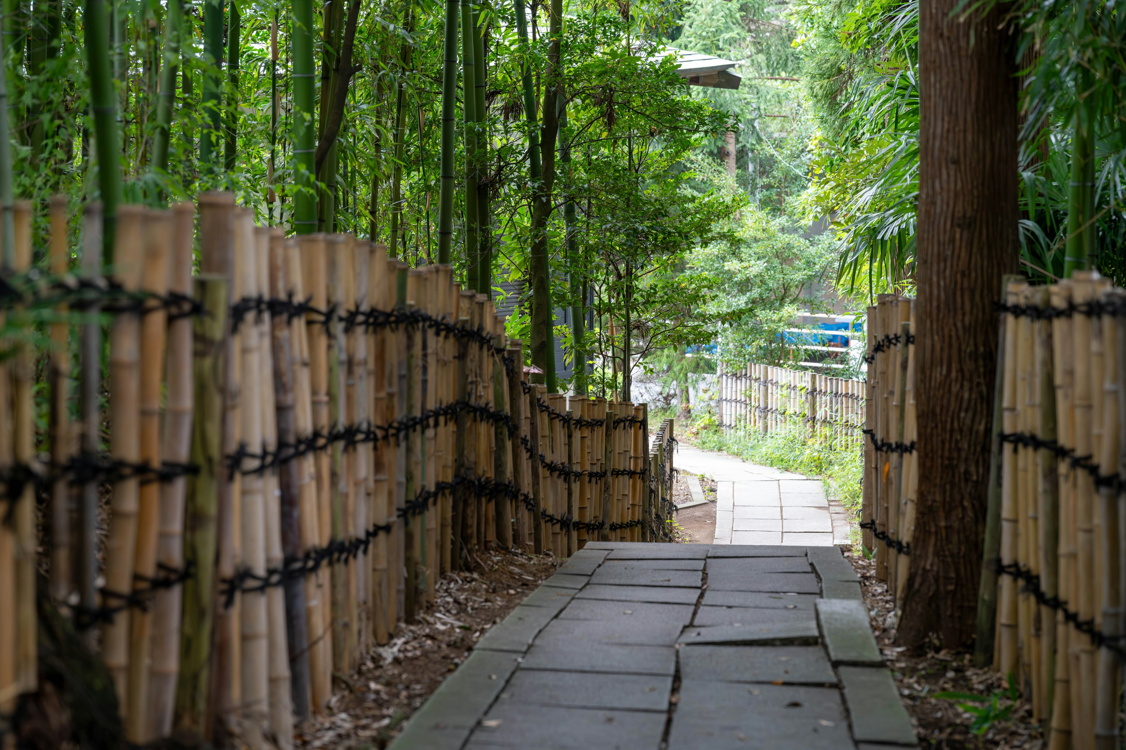 Scenic pathway surrounded by bamboo trees and wooden fence