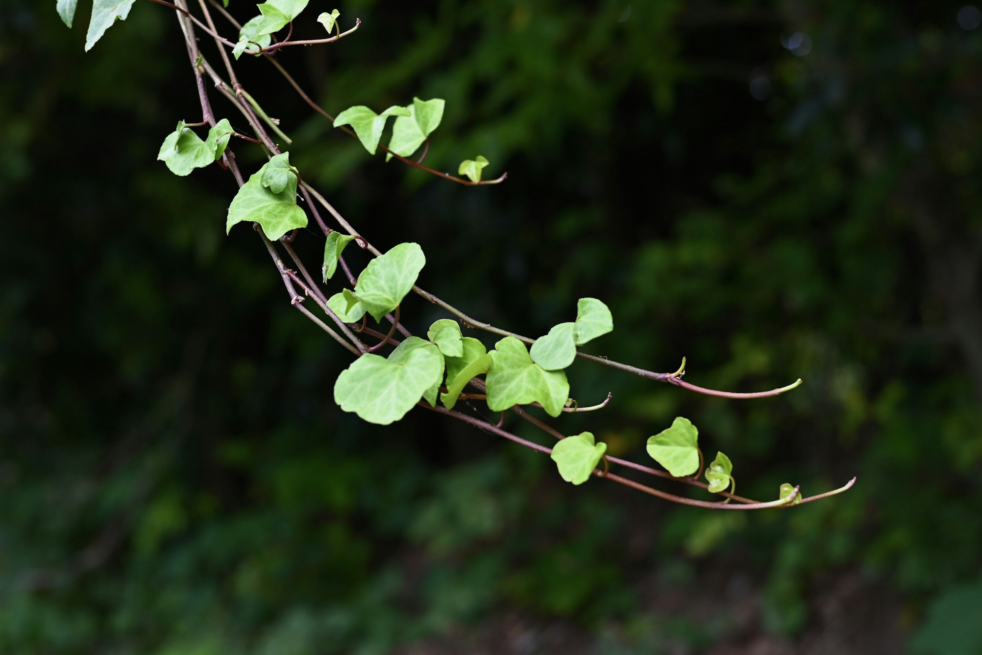 緑色の葉を持つ細い枝が暗い背景に垂れ下がっている