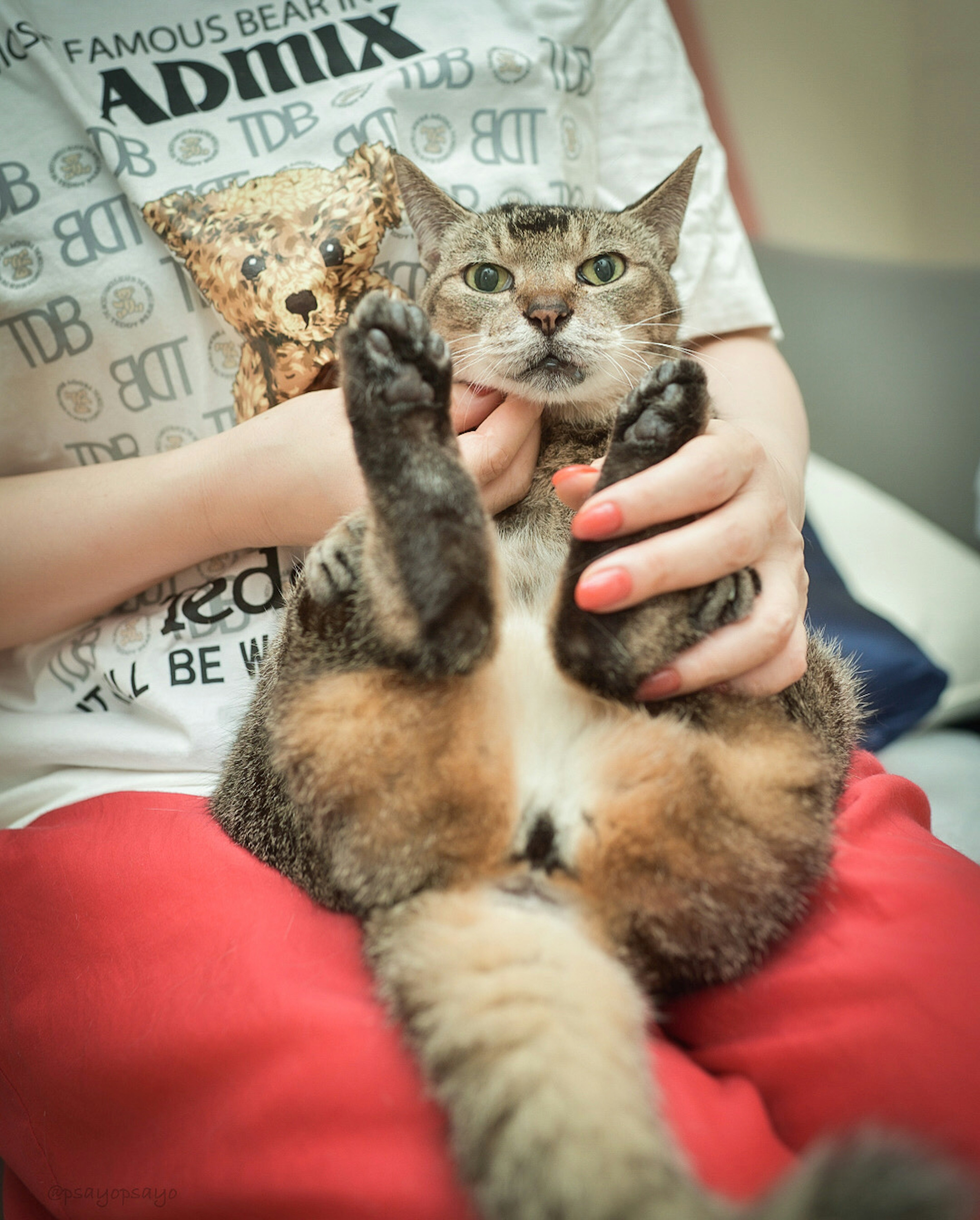 A person holding a cat with its paws up in a relaxed position