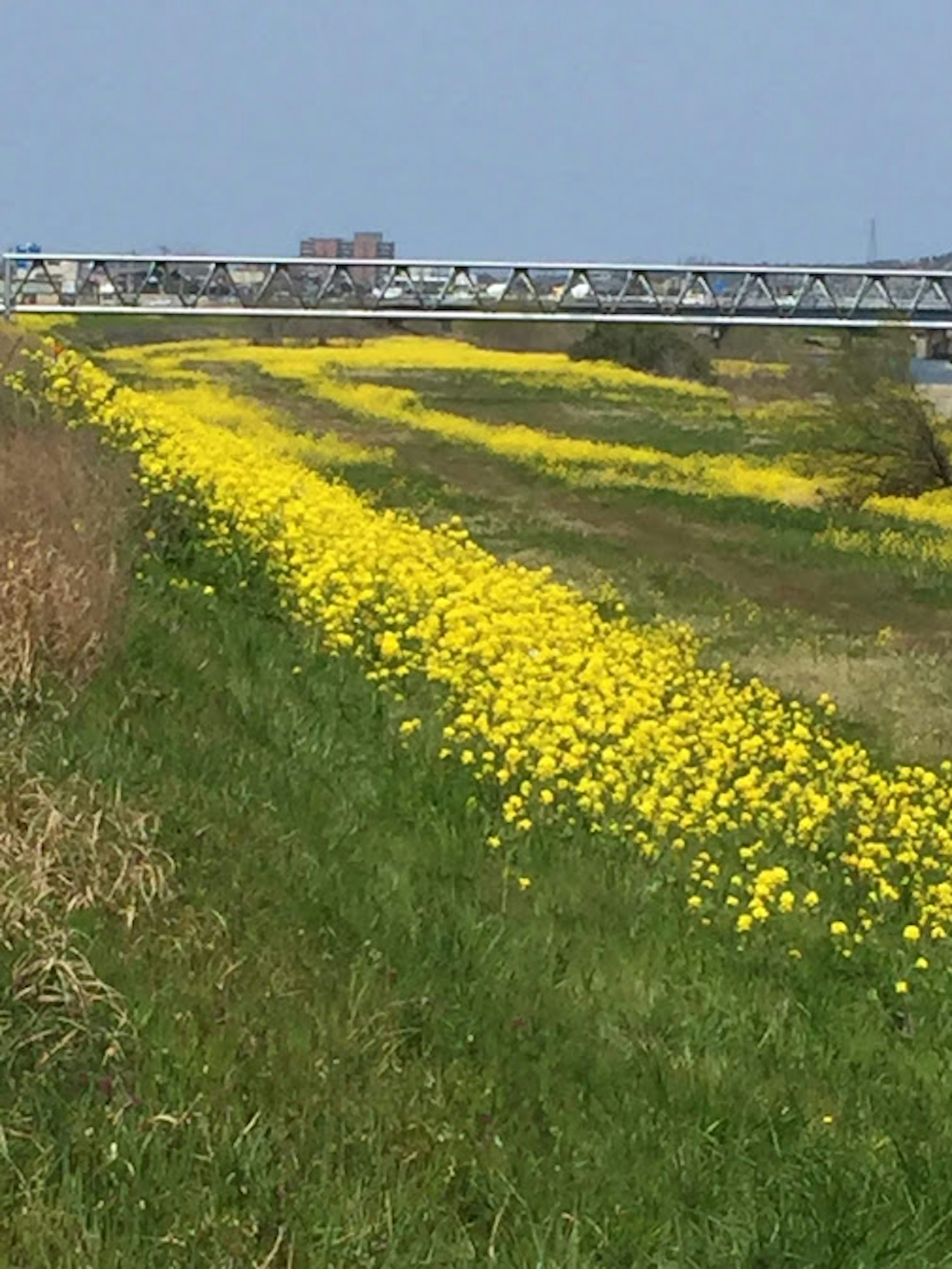 Un champ de fleurs jaunes vives le long d'une rivière sous un ciel bleu