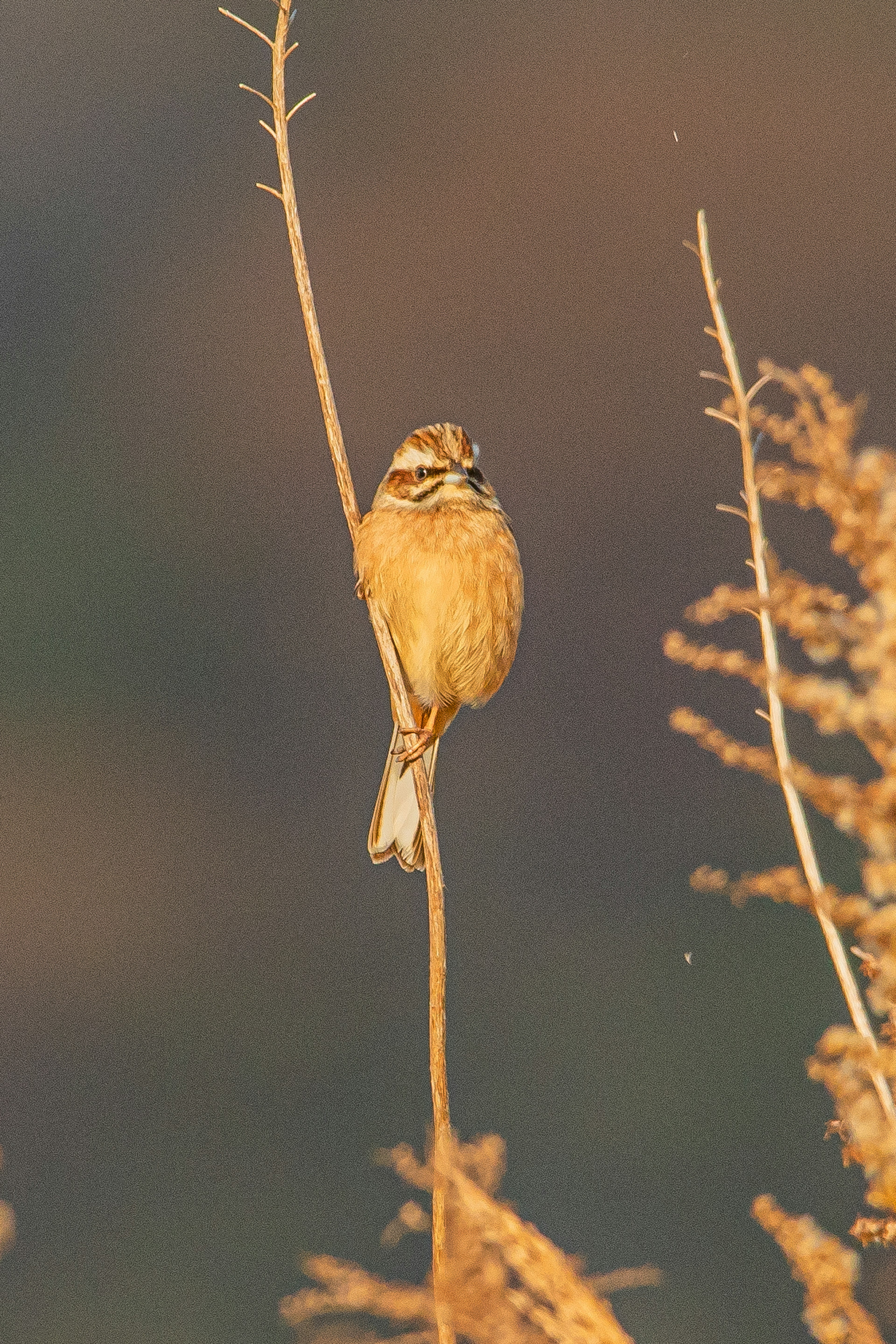 Ein kleiner brauner Vogel sitzt auf einem dünnen Stängel in einem grasbewachsenen Bereich