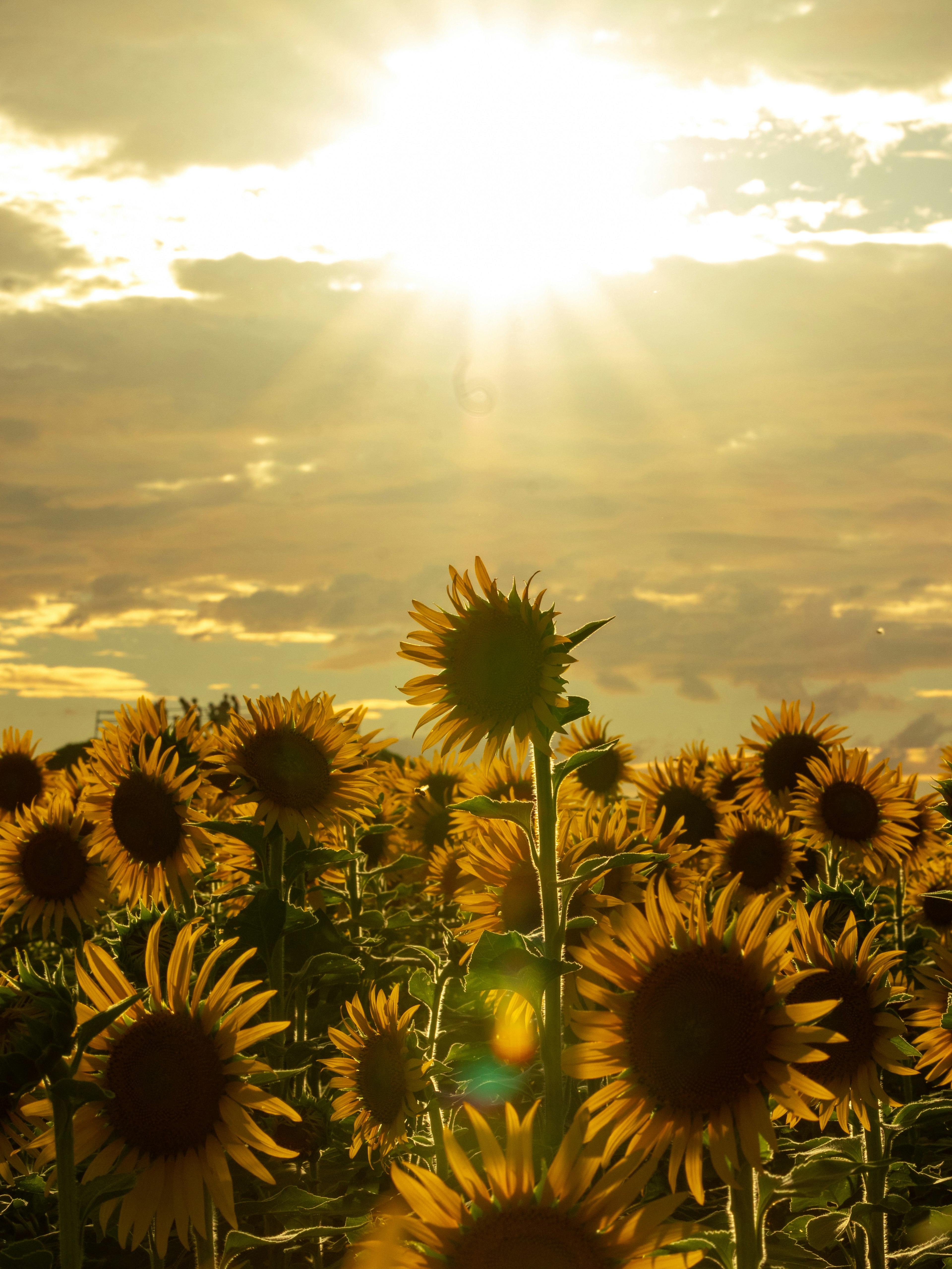 Field of sunflowers under a bright sun with dramatic clouds